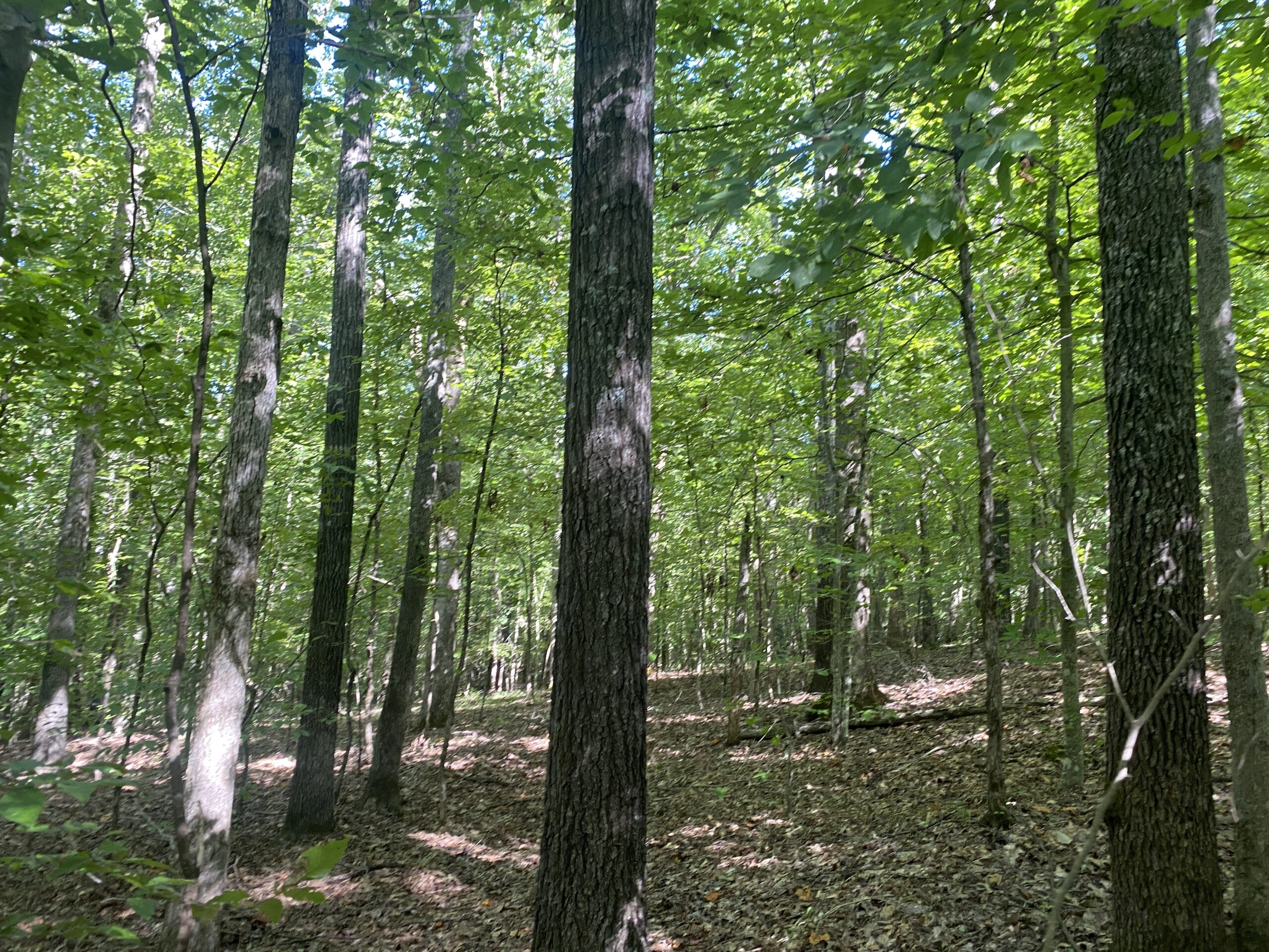 LAND FOR SALE IN TN ON PONY CREEK WITH MATURE HARDWOODS