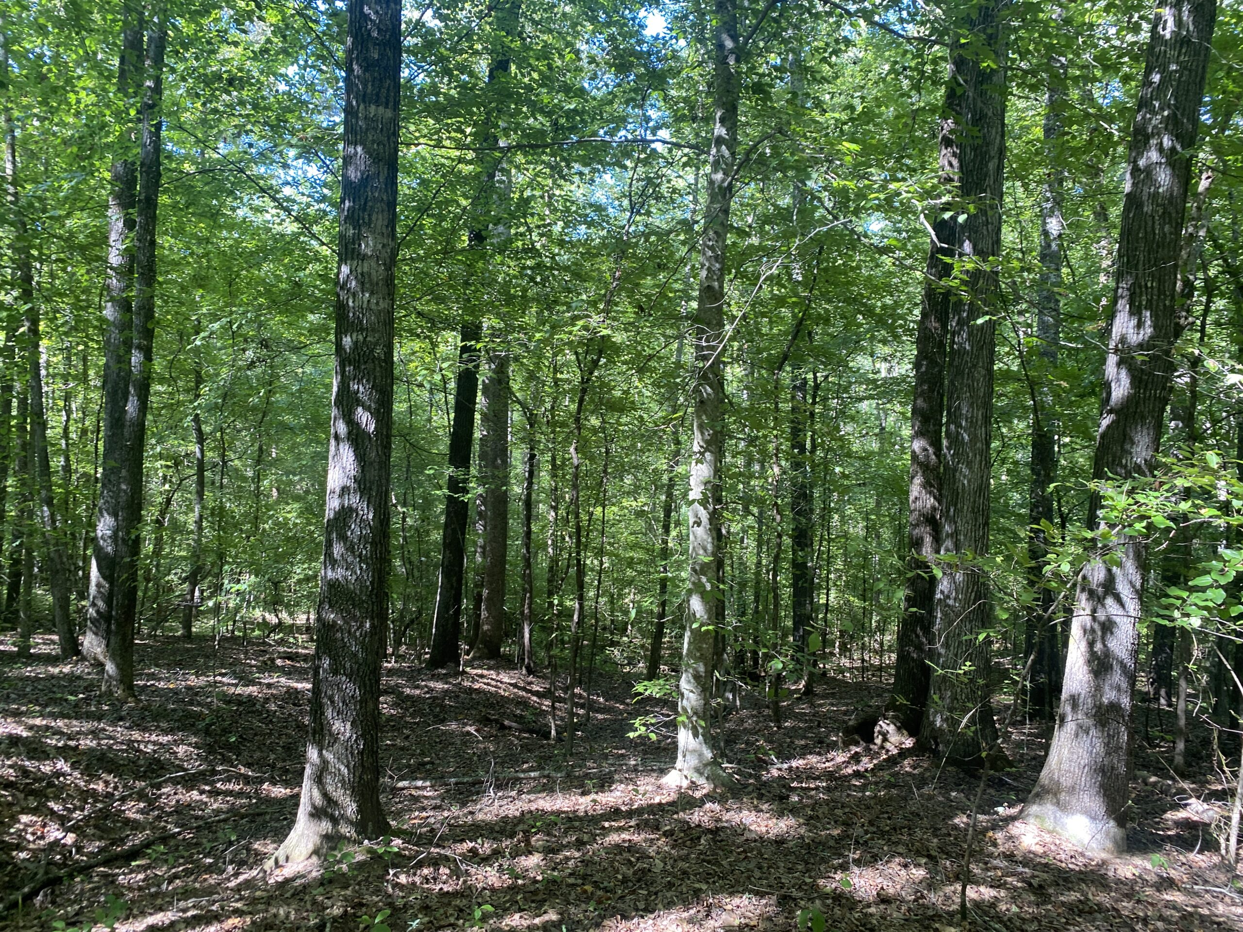 LAND FOR SALE IN TN ON PONY CREEK WITH MATURE HARDWOODS