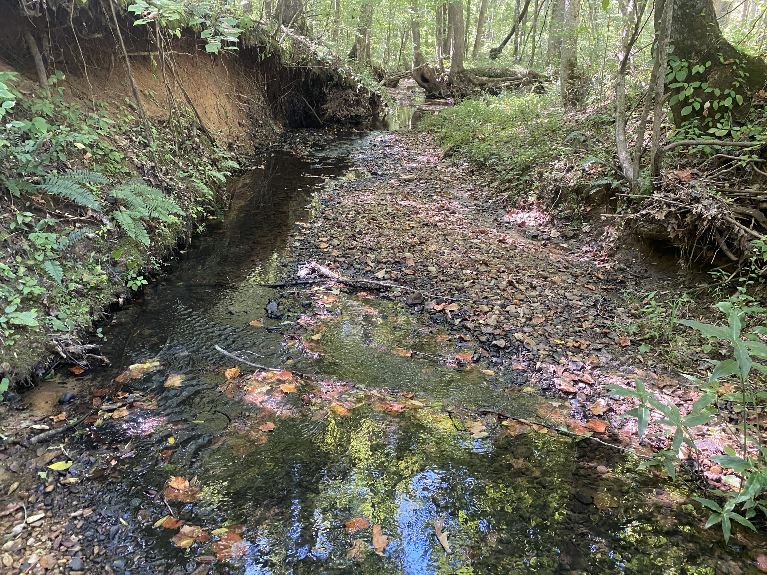 LAND FOR SALE IN TN ON PONY CREEK WITH MATURE HARDWOODS