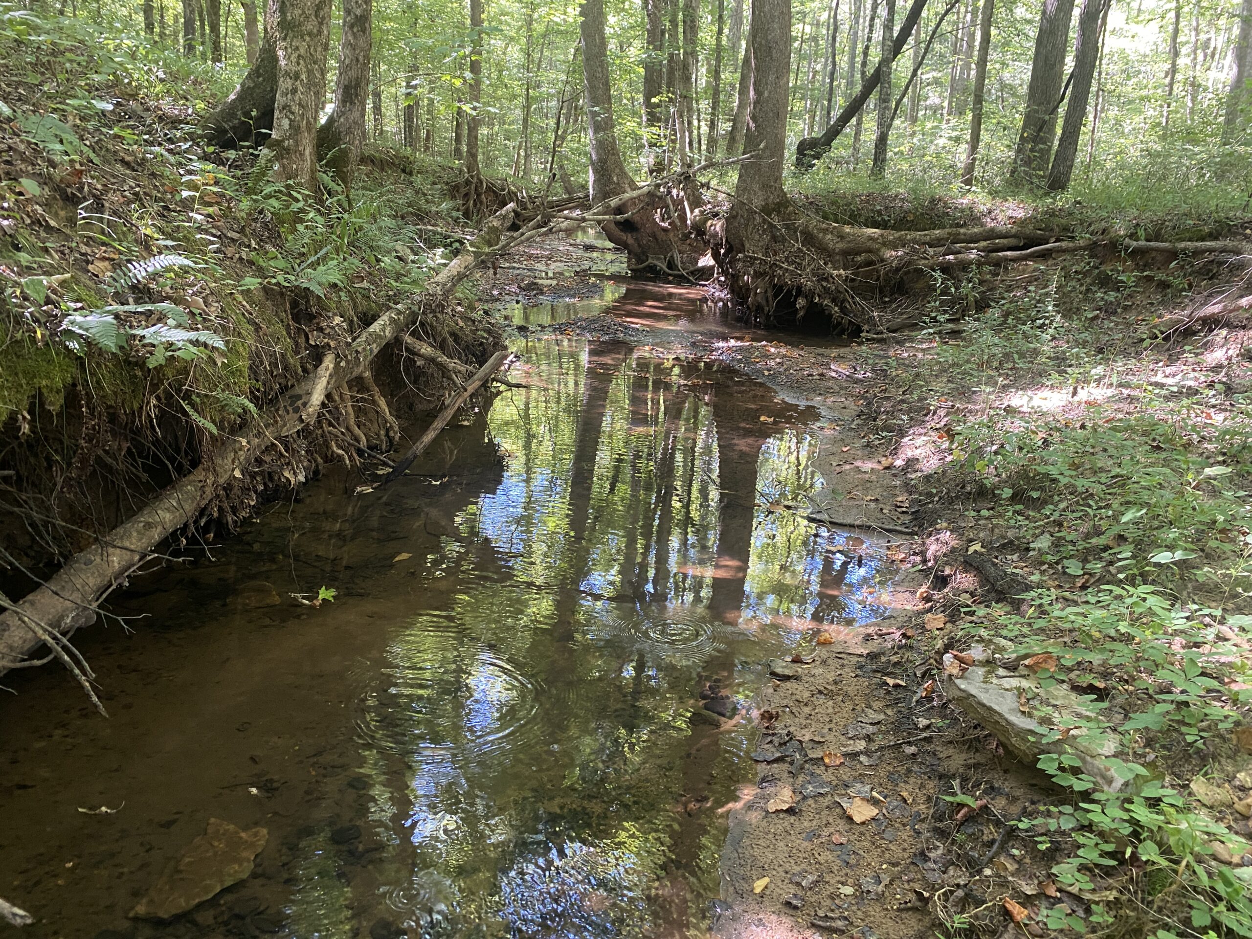 LAND FOR SALE IN TN ON PONY CREEK WITH MATURE HARDWOODS