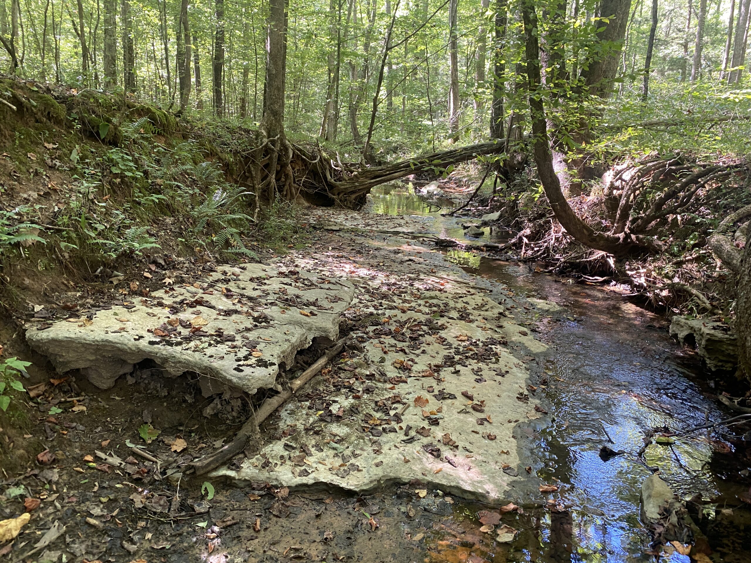 LAND FOR SALE IN TN ON PONY CREEK WITH MATURE HARDWOODS