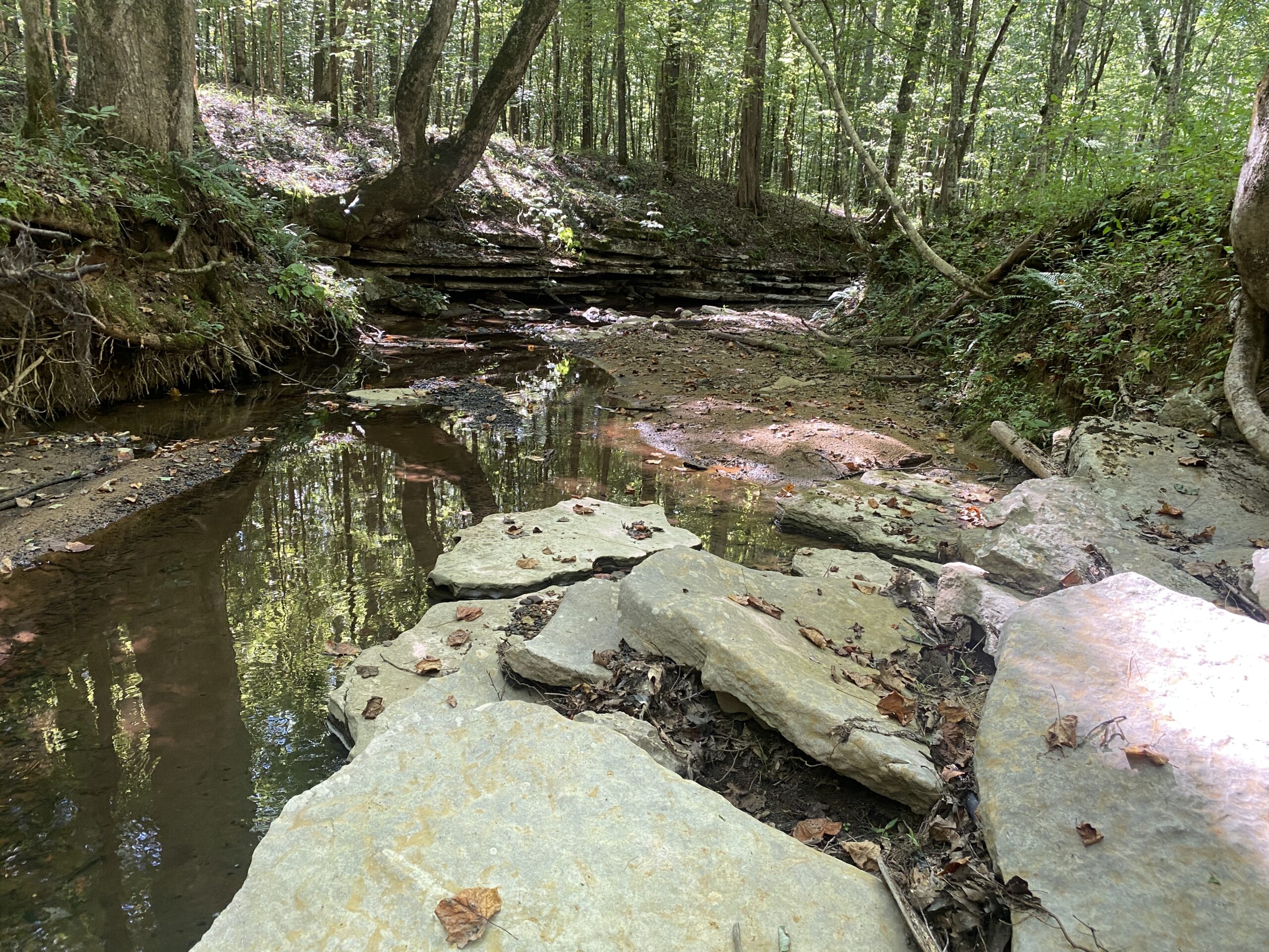 LAND FOR SALE IN TN ON PONY CREEK WITH MATURE HARDWOODS