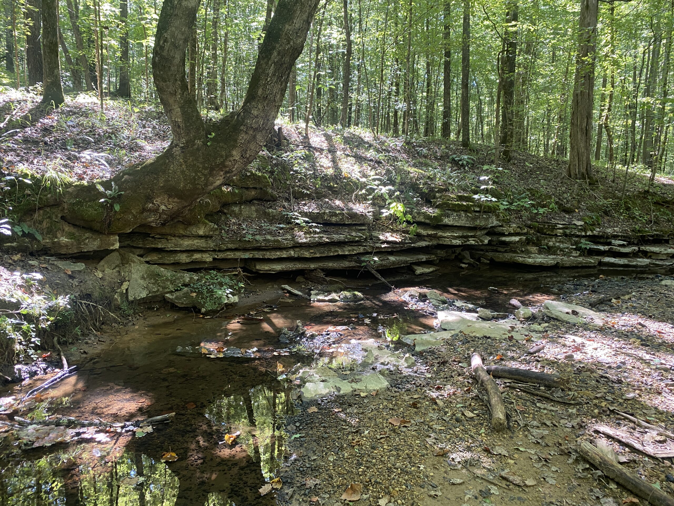 LAND FOR SALE IN TN ON PONY CREEK WITH MATURE HARDWOODS