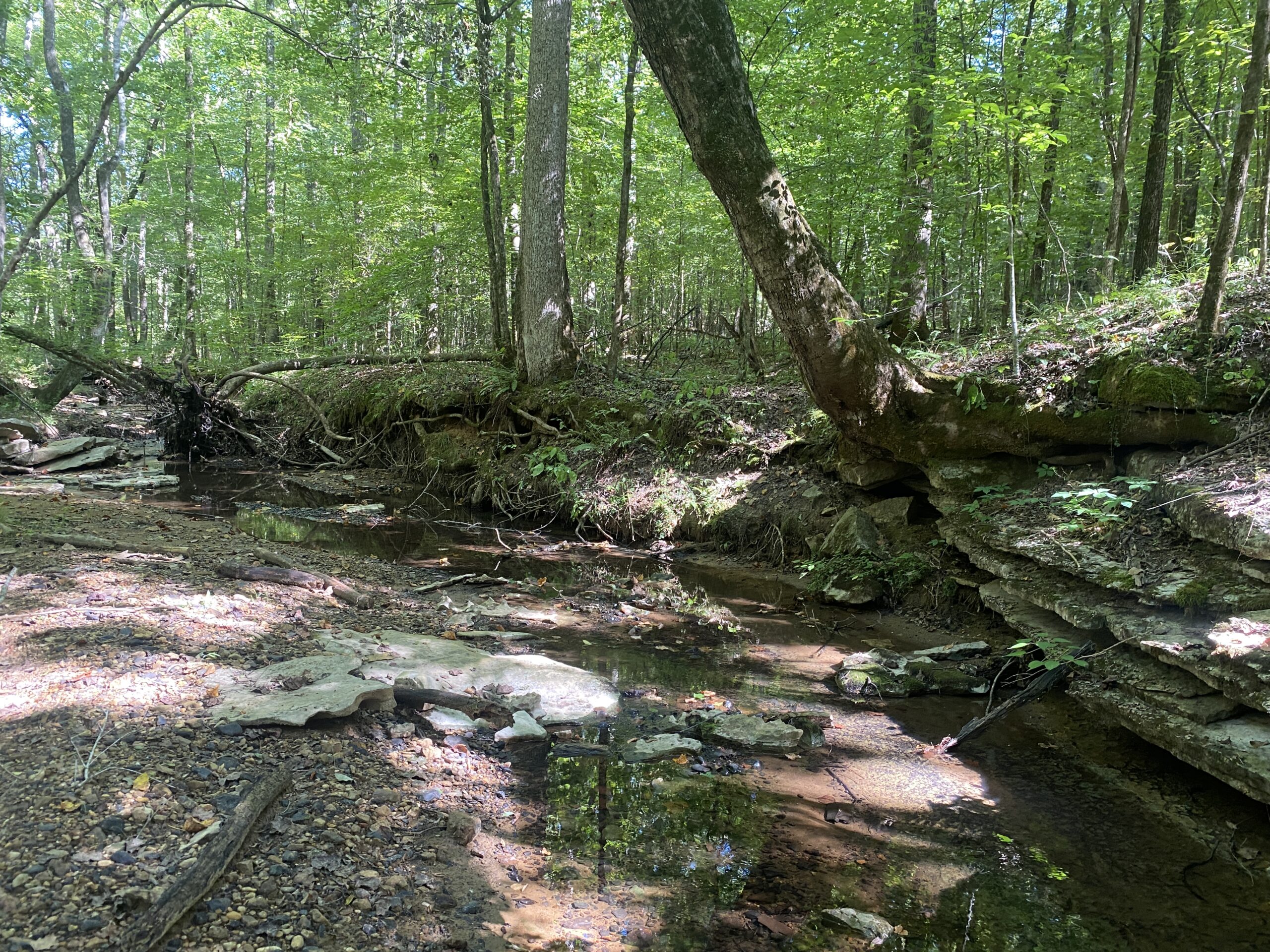 LAND FOR SALE IN TN ON PONY CREEK WITH MATURE HARDWOODS