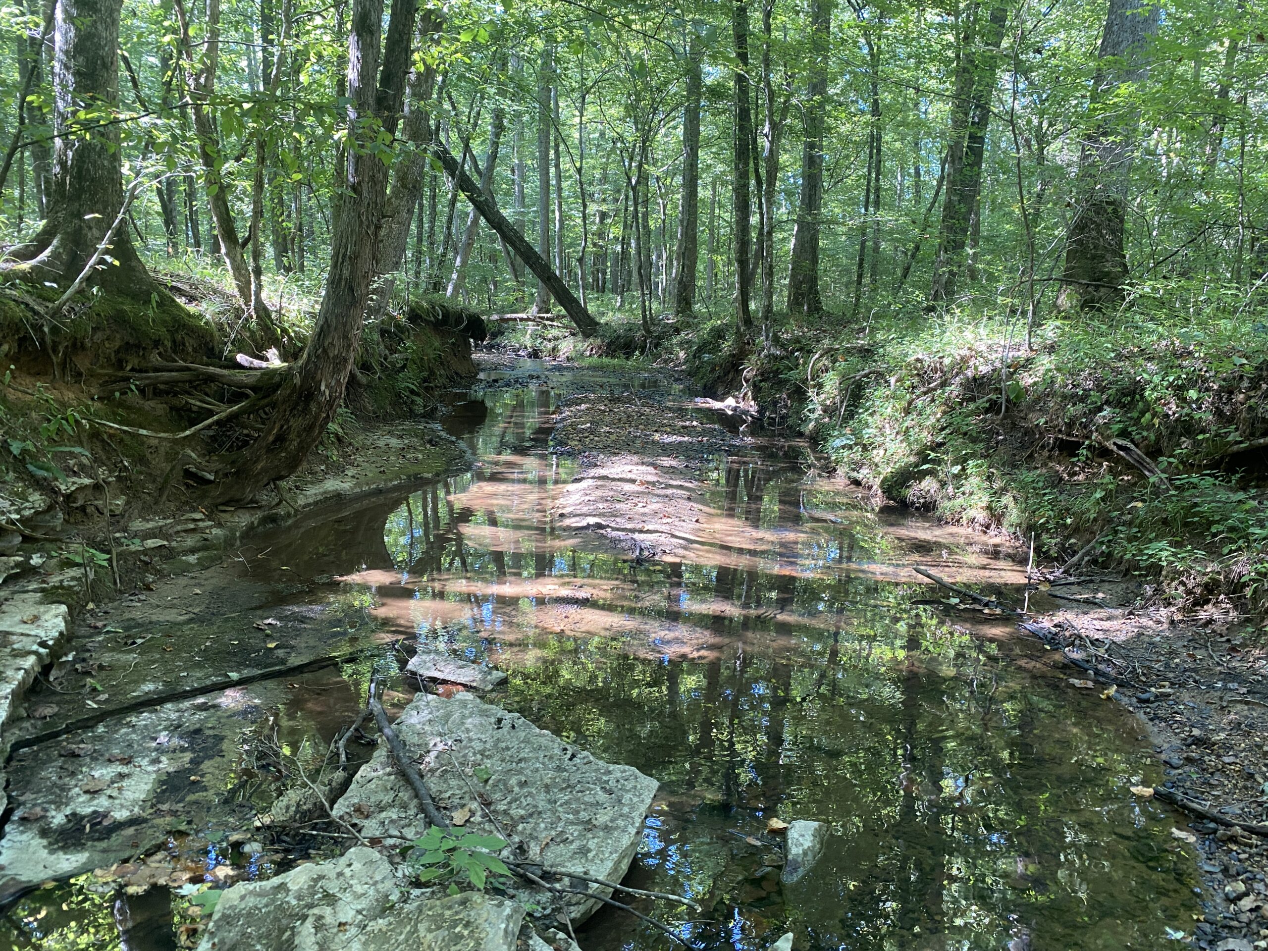 LAND FOR SALE IN TN ON PONY CREEK WITH MATURE HARDWOODS