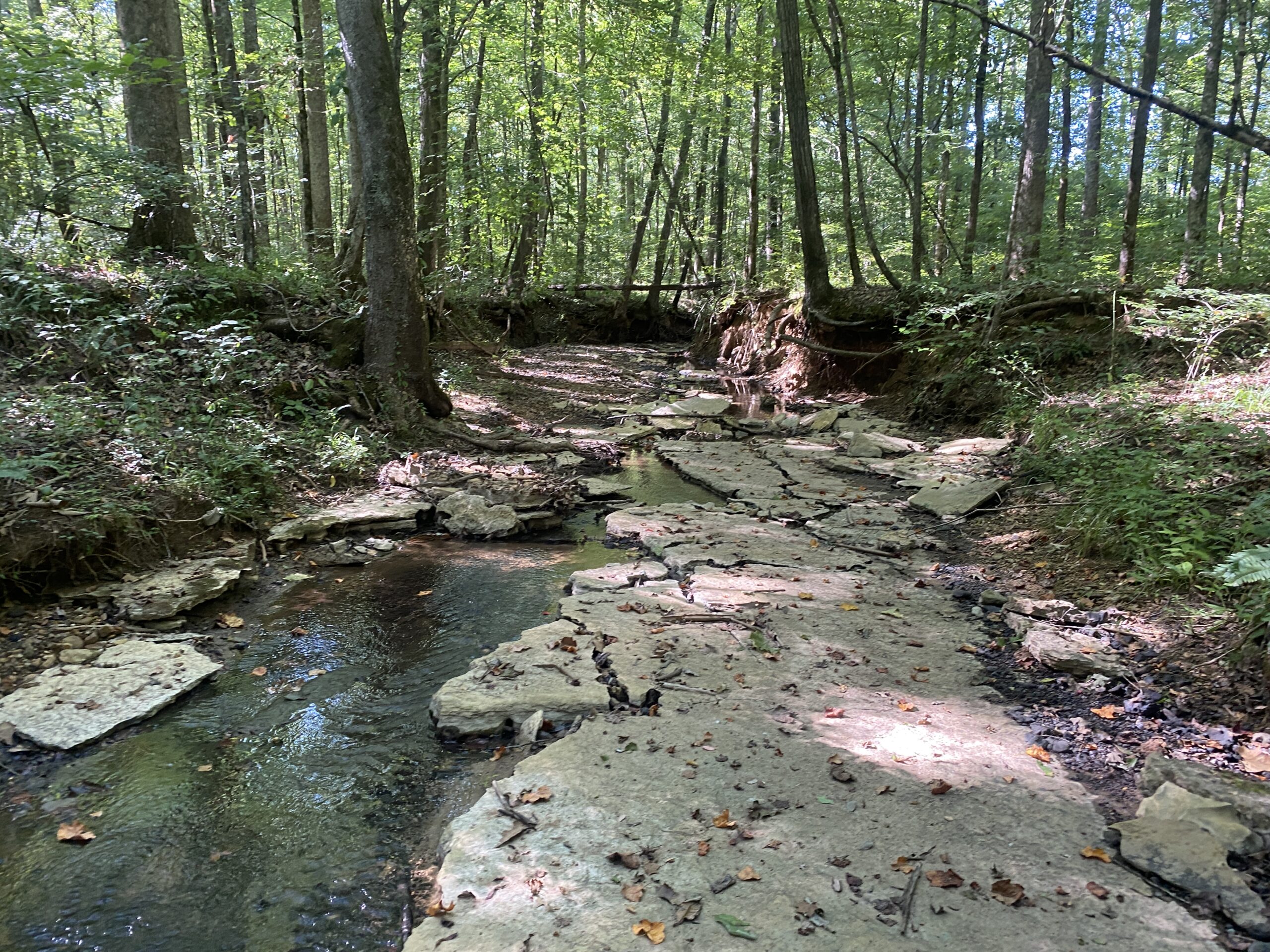 LAND FOR SALE IN TN ON PONY CREEK WITH MATURE HARDWOODS