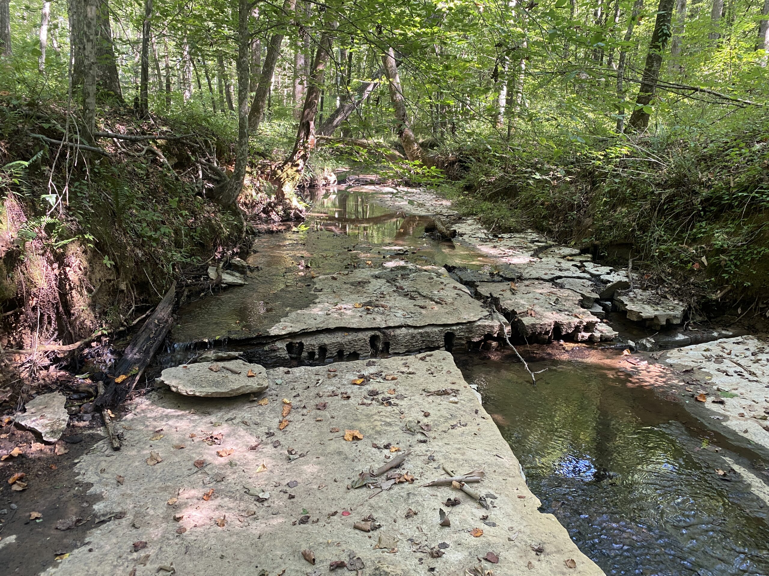LAND FOR SALE IN TN ON PONY CREEK WITH MATURE HARDWOODS