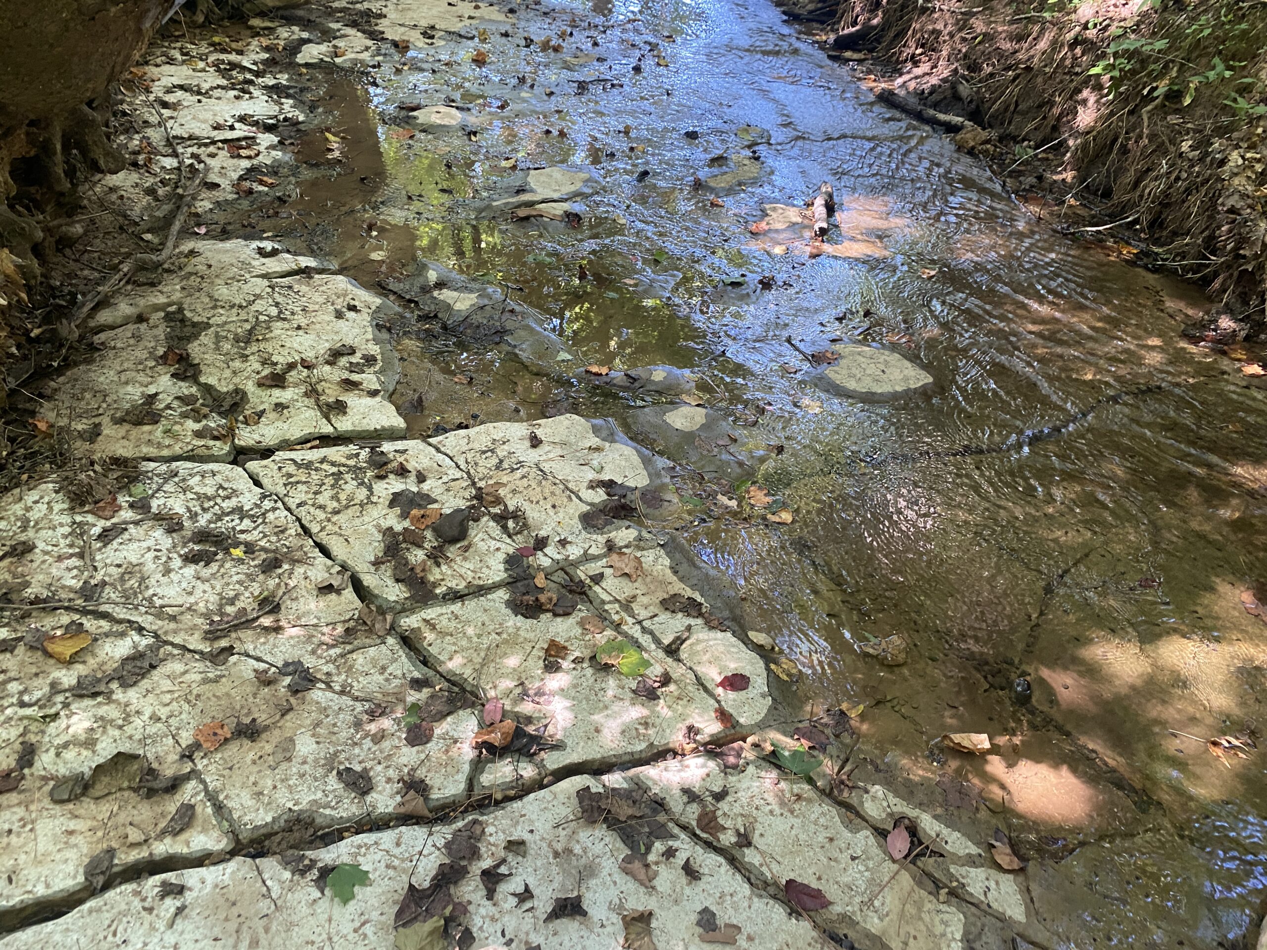 LAND FOR SALE IN TN ON PONY CREEK WITH MATURE HARDWOODS