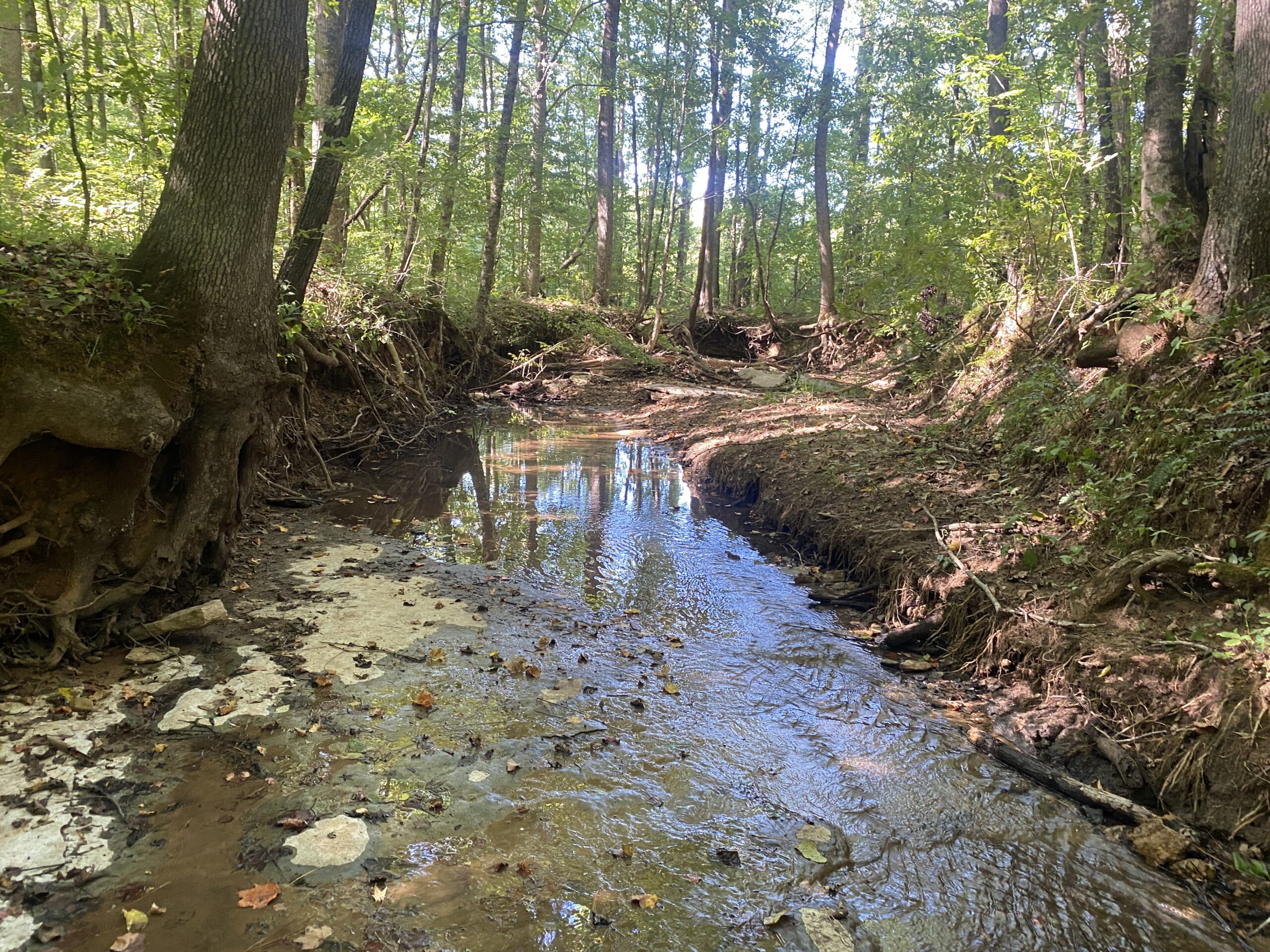 LAND FOR SALE IN TN ON PONY CREEK WITH MATURE HARDWOODS