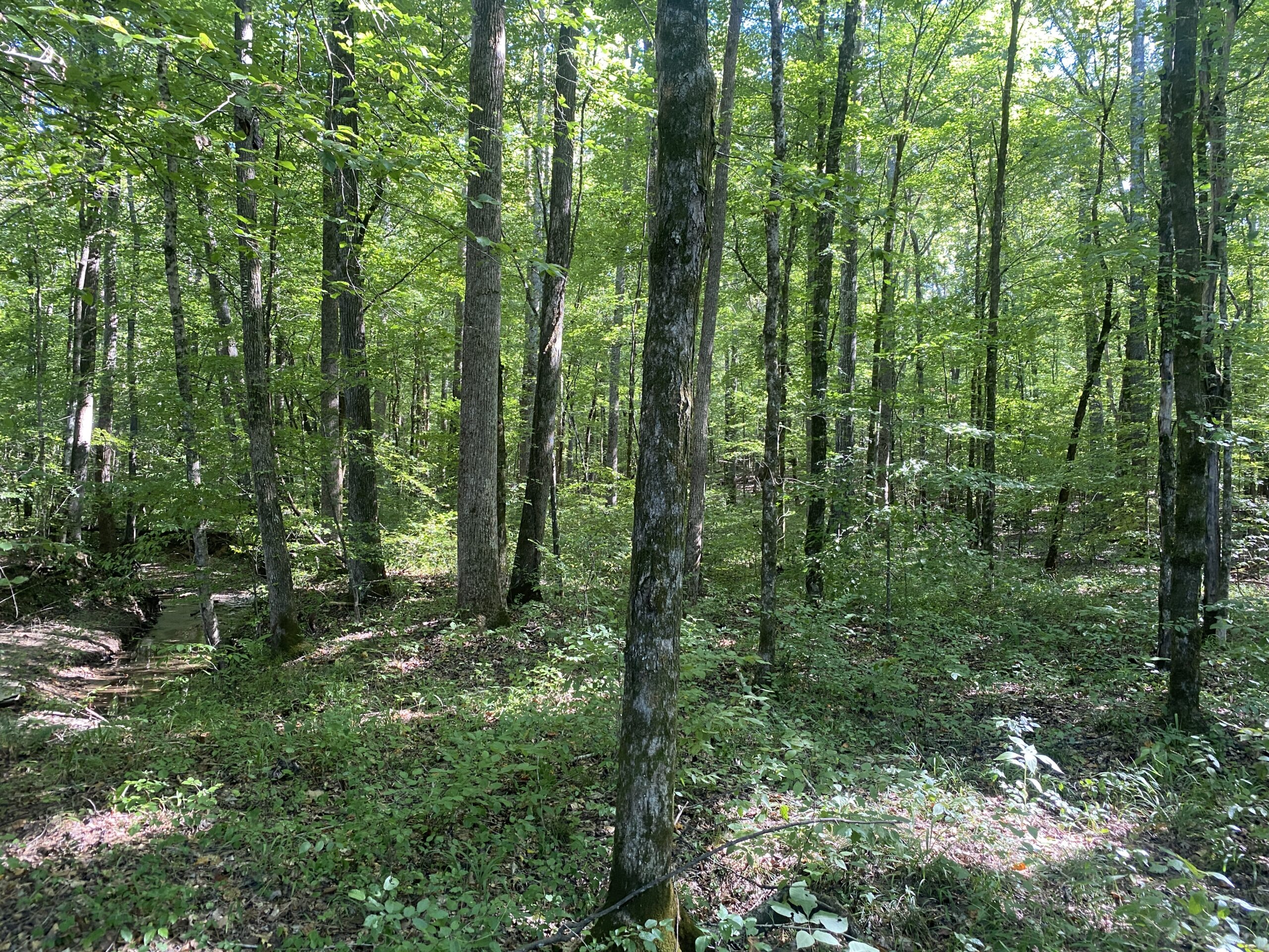 LAND FOR SALE IN TN ON PONY CREEK WITH MATURE HARDWOODS