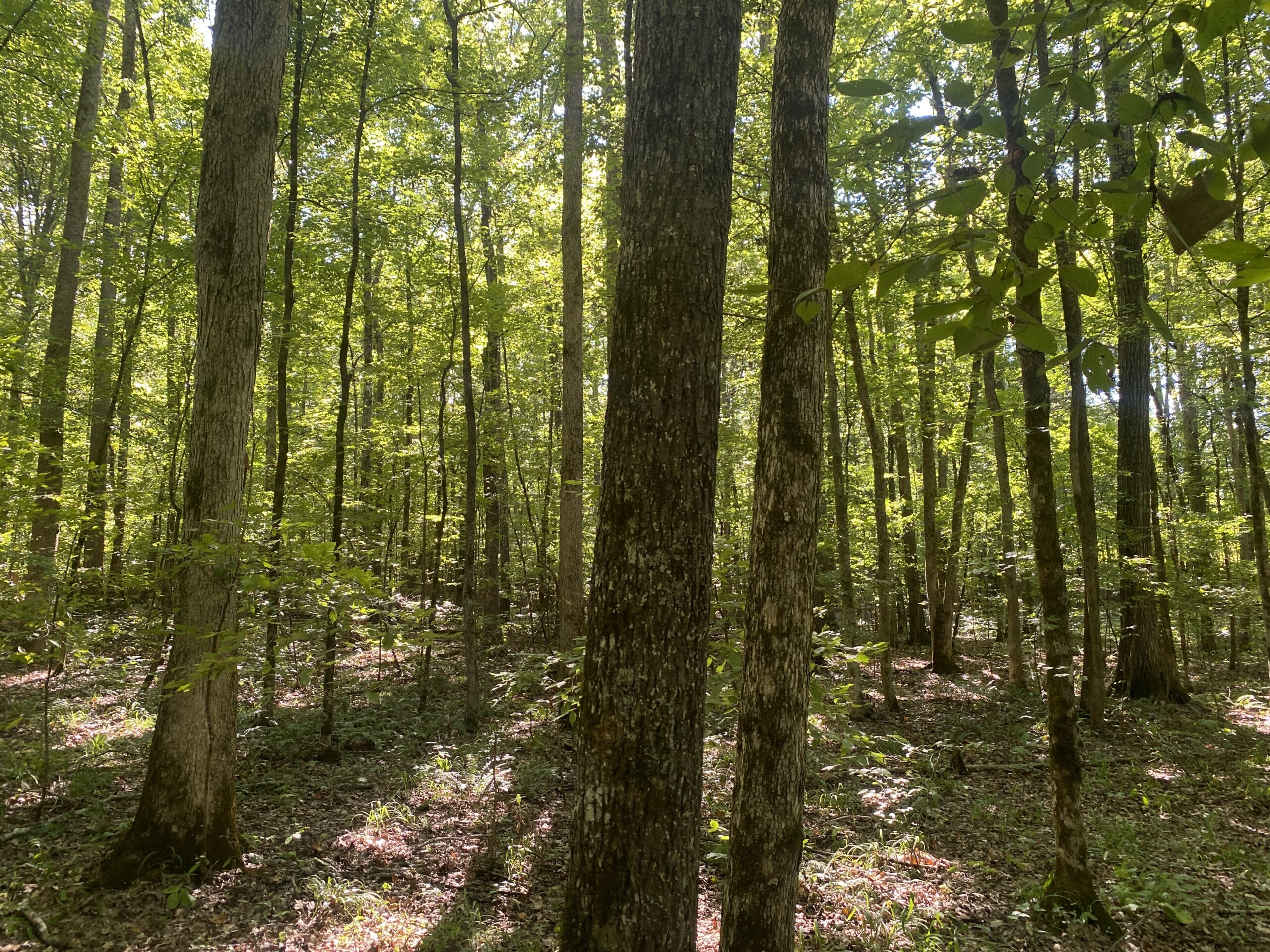 LAND FOR SALE IN TN ON PONY CREEK WITH MATURE HARDWOODS