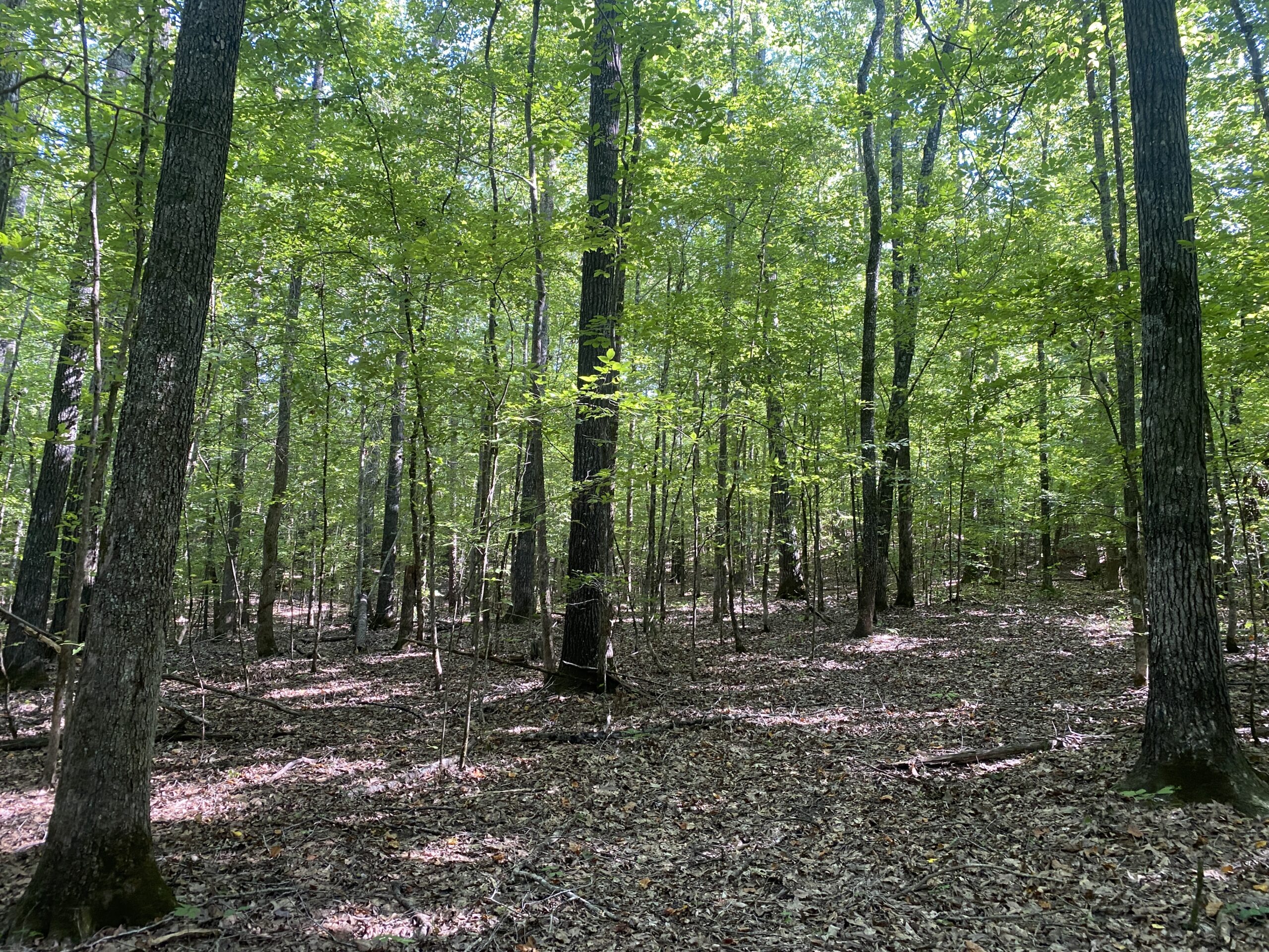 LAND FOR SALE IN TN ON PONY CREEK WITH MATURE HARDWOODS