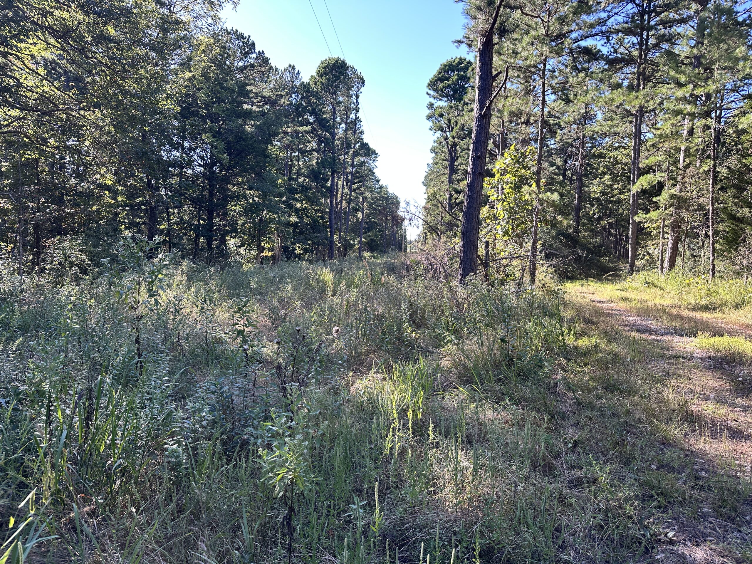 Hunting Property for Sale in Edgar Springs, MO