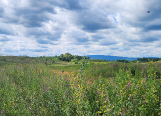 Transform Your Vision: Massive Acreage Ready for Hunting or Development