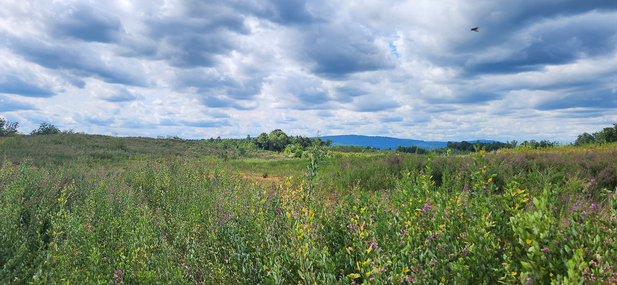 Transform Your Vision: Massive Acreage Ready for Hunting or Development