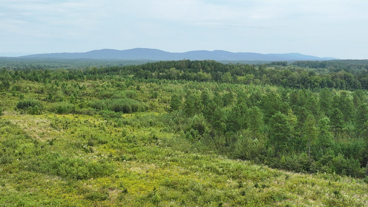 Transform Your Vision: Massive Acreage Ready for Hunting or Development