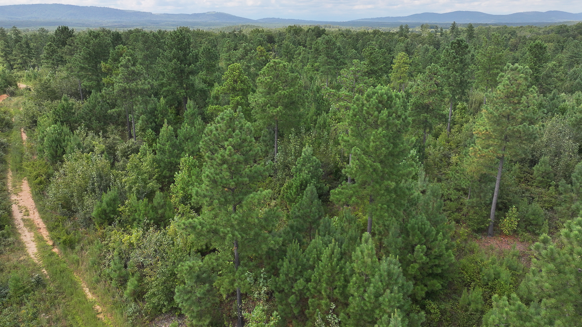 Transform Your Vision: Massive Acreage Ready for Hunting or Development