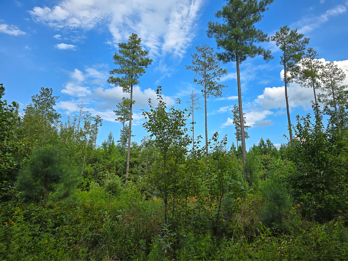 Transform Your Vision: Massive Acreage Ready for Hunting or Development