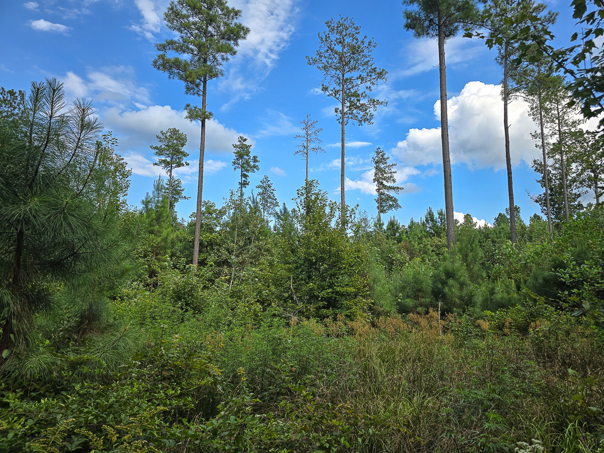 Transform Your Vision: Massive Acreage Ready for Hunting or Development