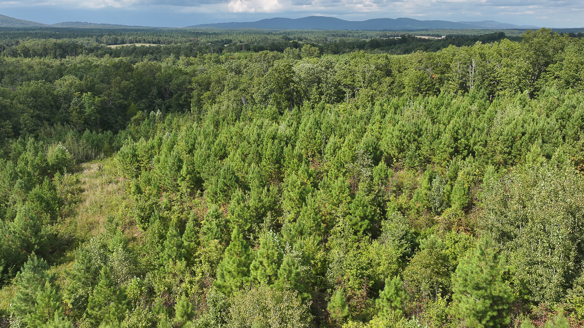 Transform Your Vision: Massive Acreage Ready for Hunting or Development