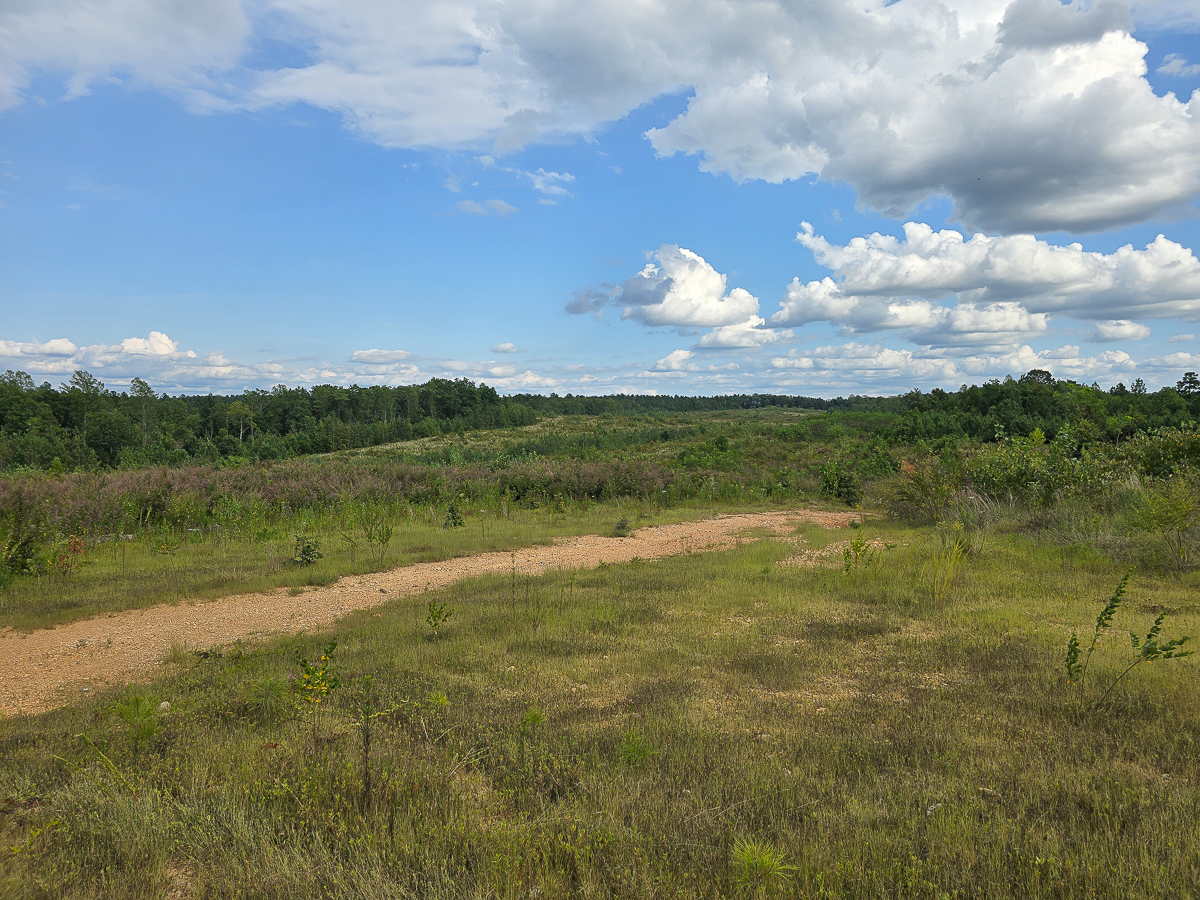 Transform Your Vision: Massive Acreage Ready for Hunting or Development
