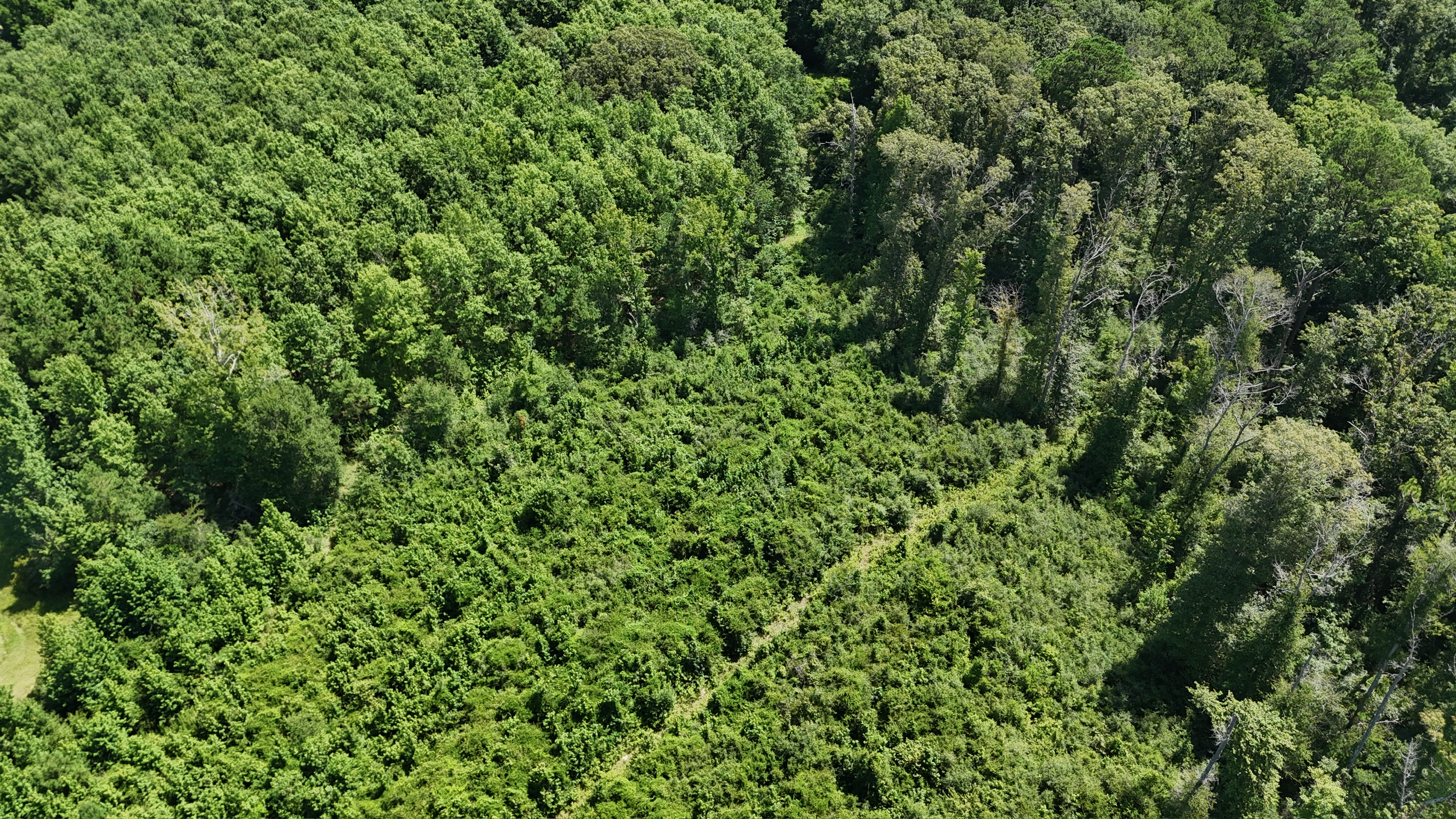 Hunting Property and Homesite in Jackson Parish LA