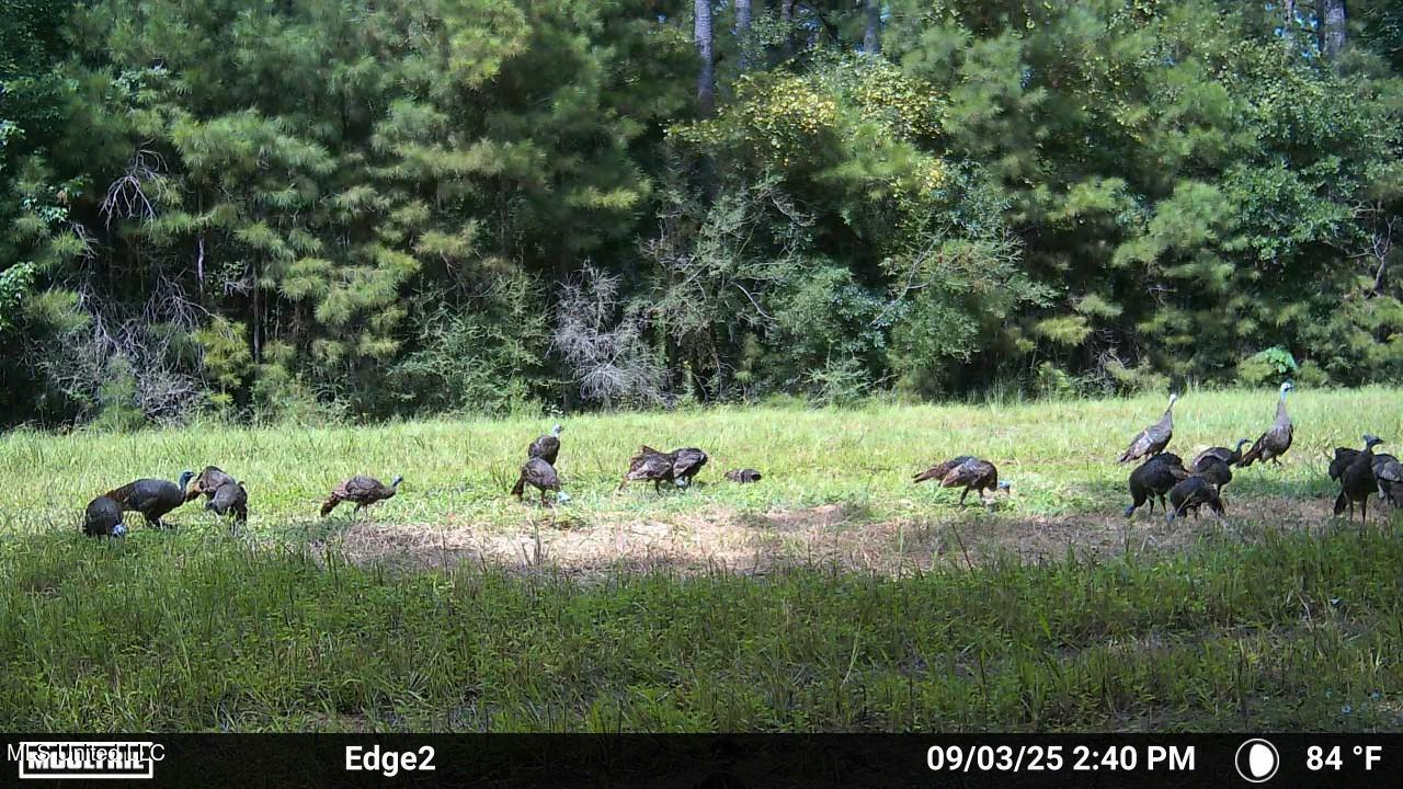 113 Acres Hunting Land with Home in Amite County, MS