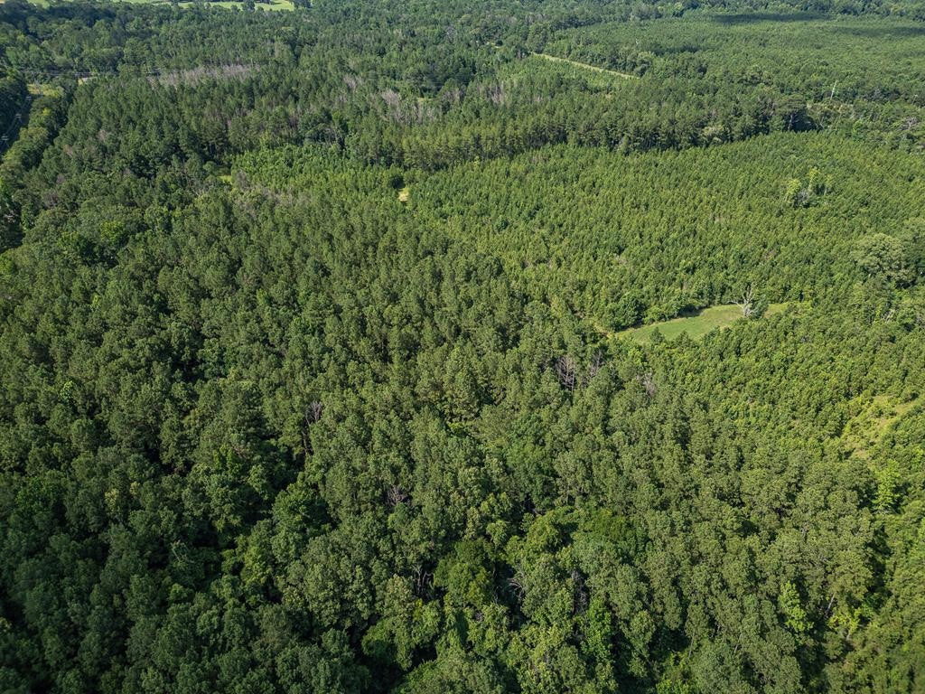 Gloster 38 – Hunting Land in Amite County, Mississippi