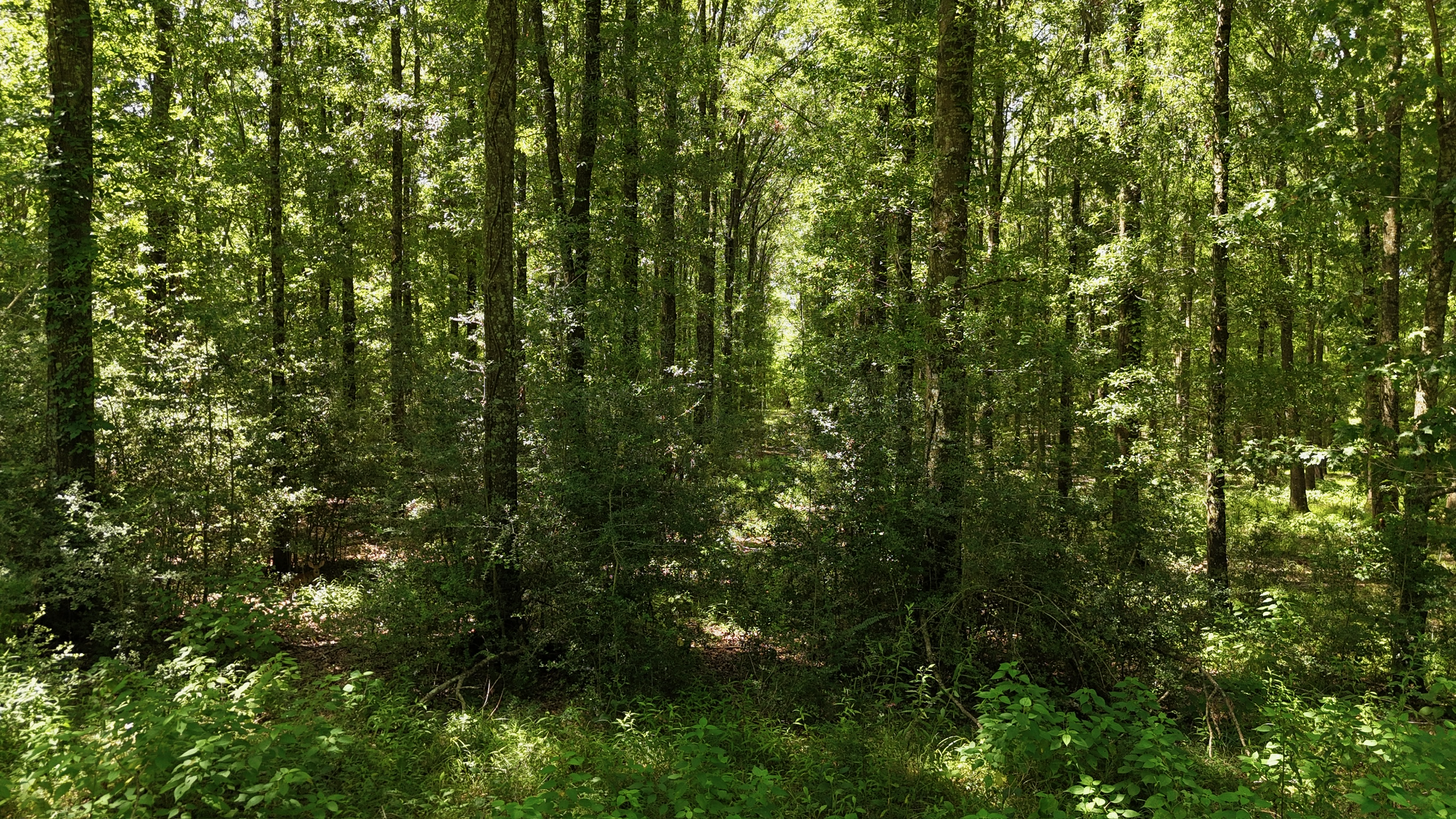Hunting Property and Homesite in Jackson Parish LA