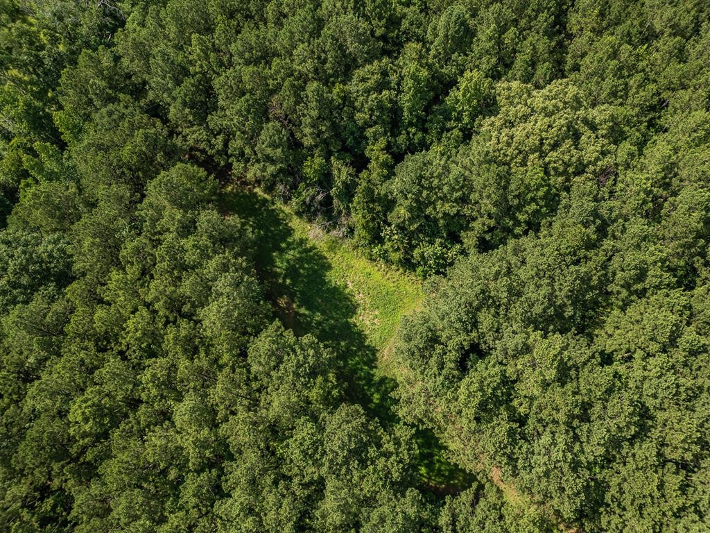 Gloster 38 – Hunting Land in Amite County, Mississippi