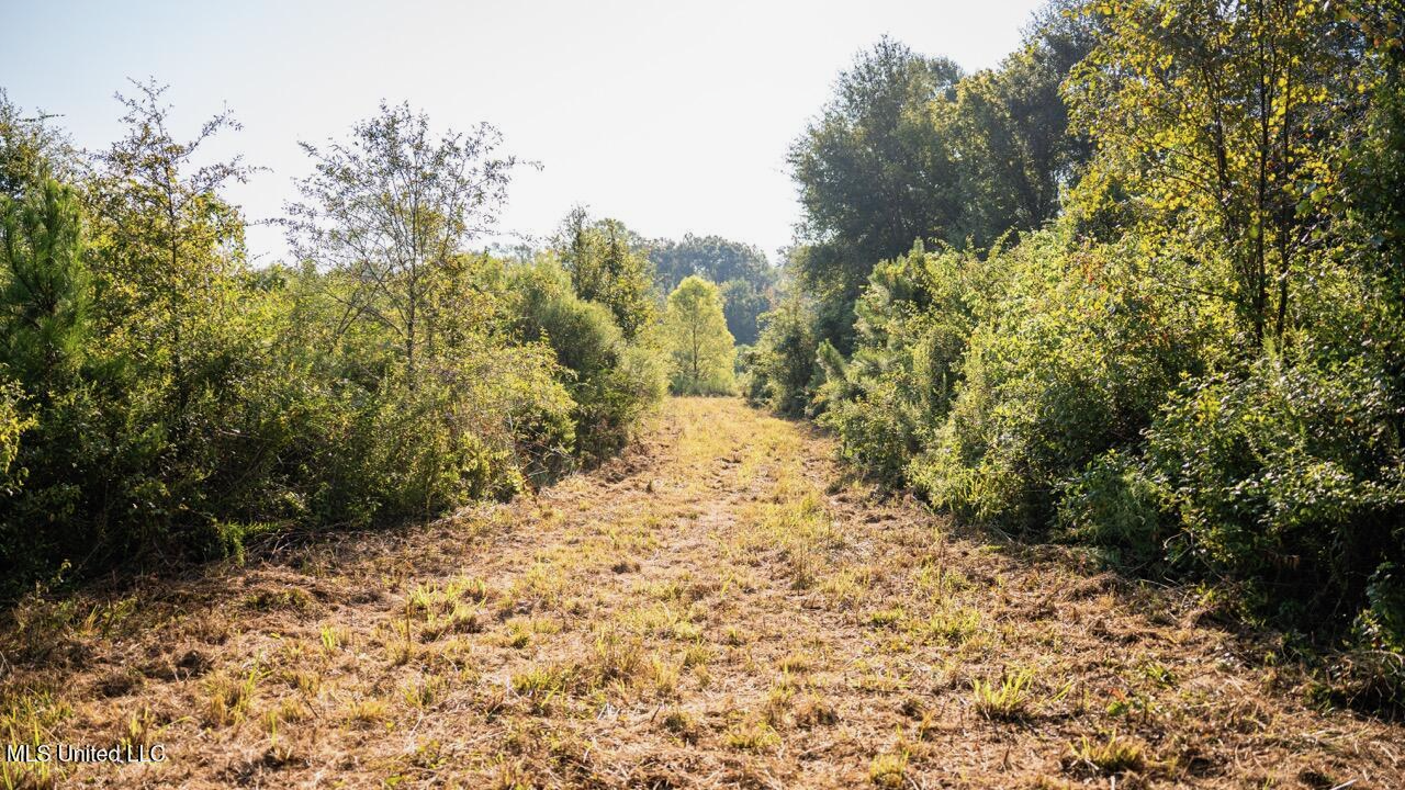 Cotton Creek 169 Acres for Sale in Amite County, MS