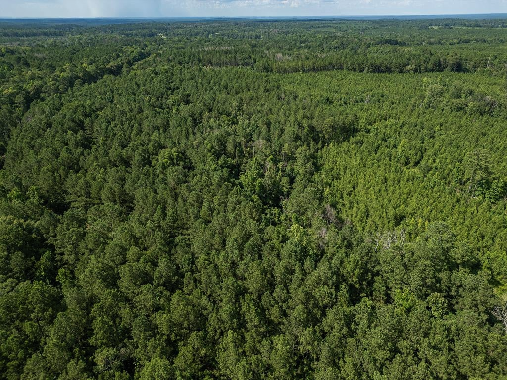 Gloster 38 – Hunting Land in Amite County, Mississippi