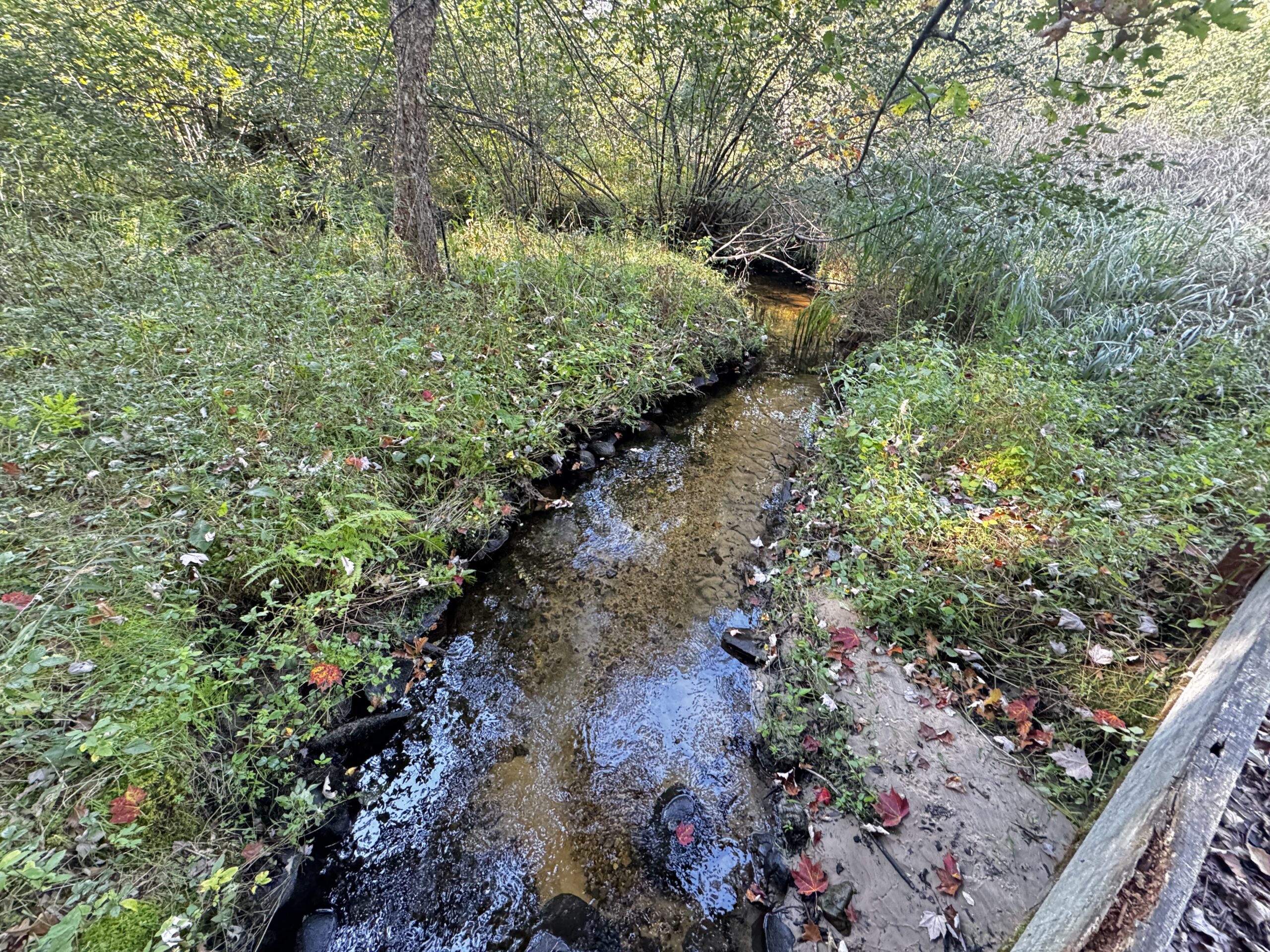 40 acres just north of Wisconsin Dells with abundant deer & turkey habitat