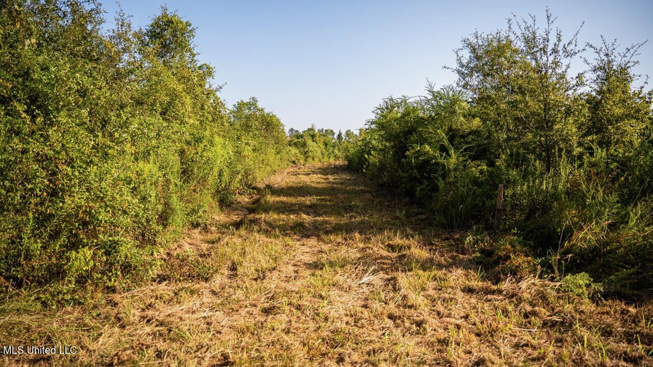 Cotton Creek 169 Acres for Sale in Amite County, MS