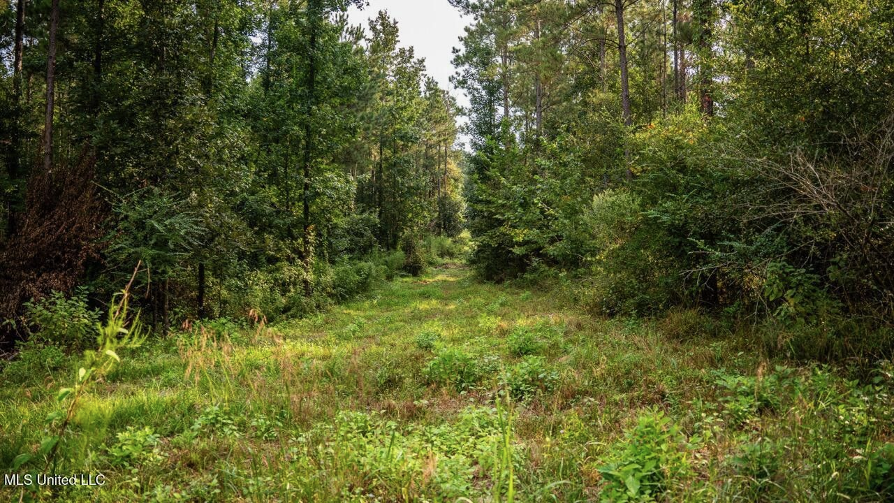 Ramsey Creek 67 Acres for Sale in Centreville, MS