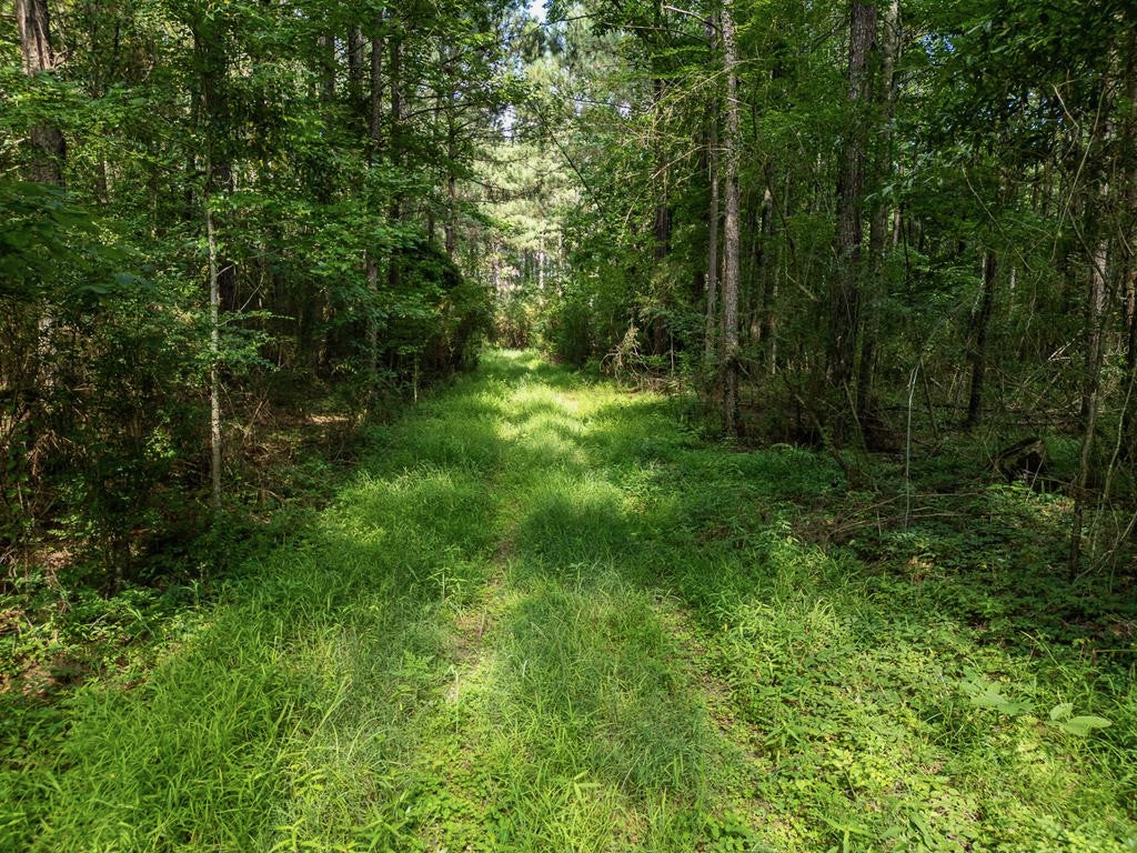 Gloster 38 – Hunting Land in Amite County, Mississippi
