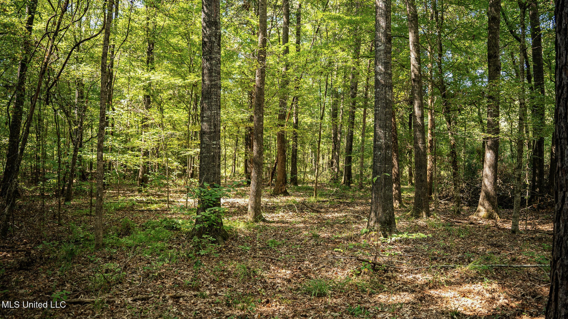 302 Acres in Hermanville, Claiborne County, MS Land