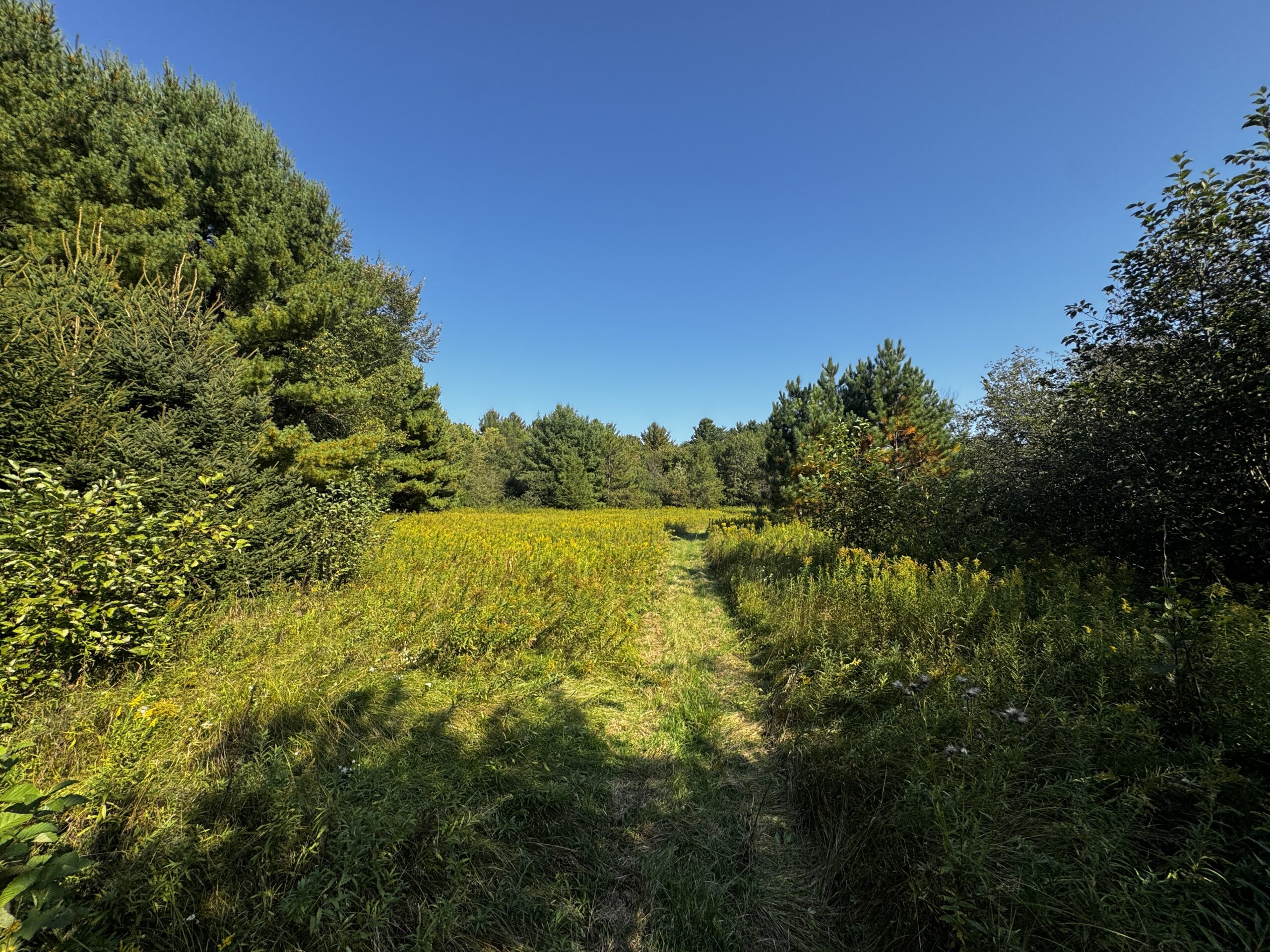 40 acres just north of Wisconsin Dells with abundant deer & turkey habitat