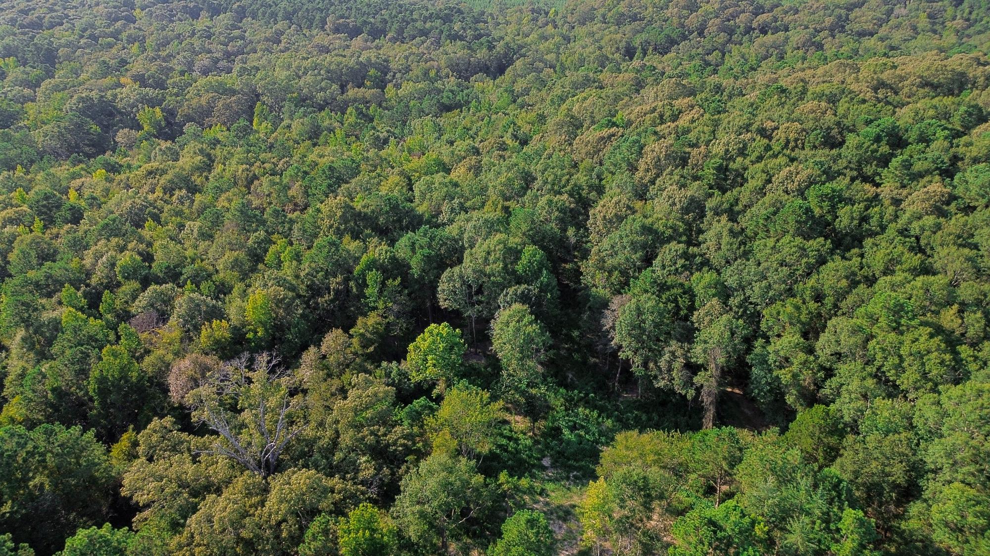9.025 Acres Timber and Hunting Land for Sale NE Lincoln Parish