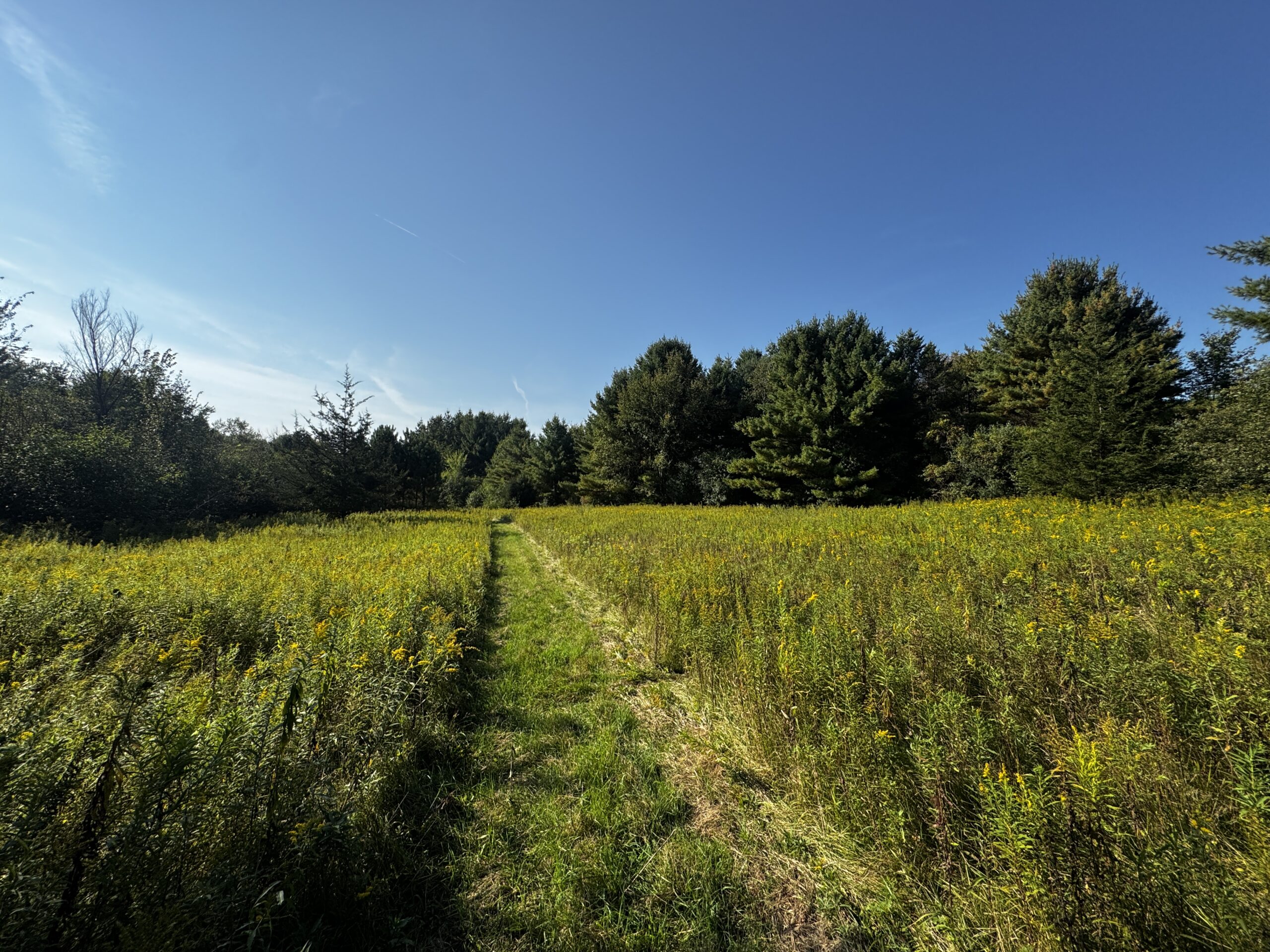 40 acres just north of Wisconsin Dells with abundant deer & turkey habitat