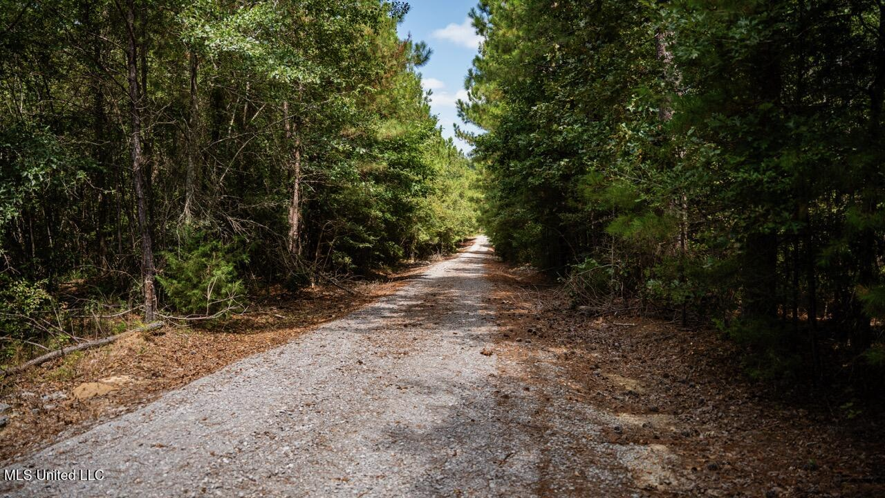 Hunting Land for Sale in Copiah County MS – Dixie Garden 46