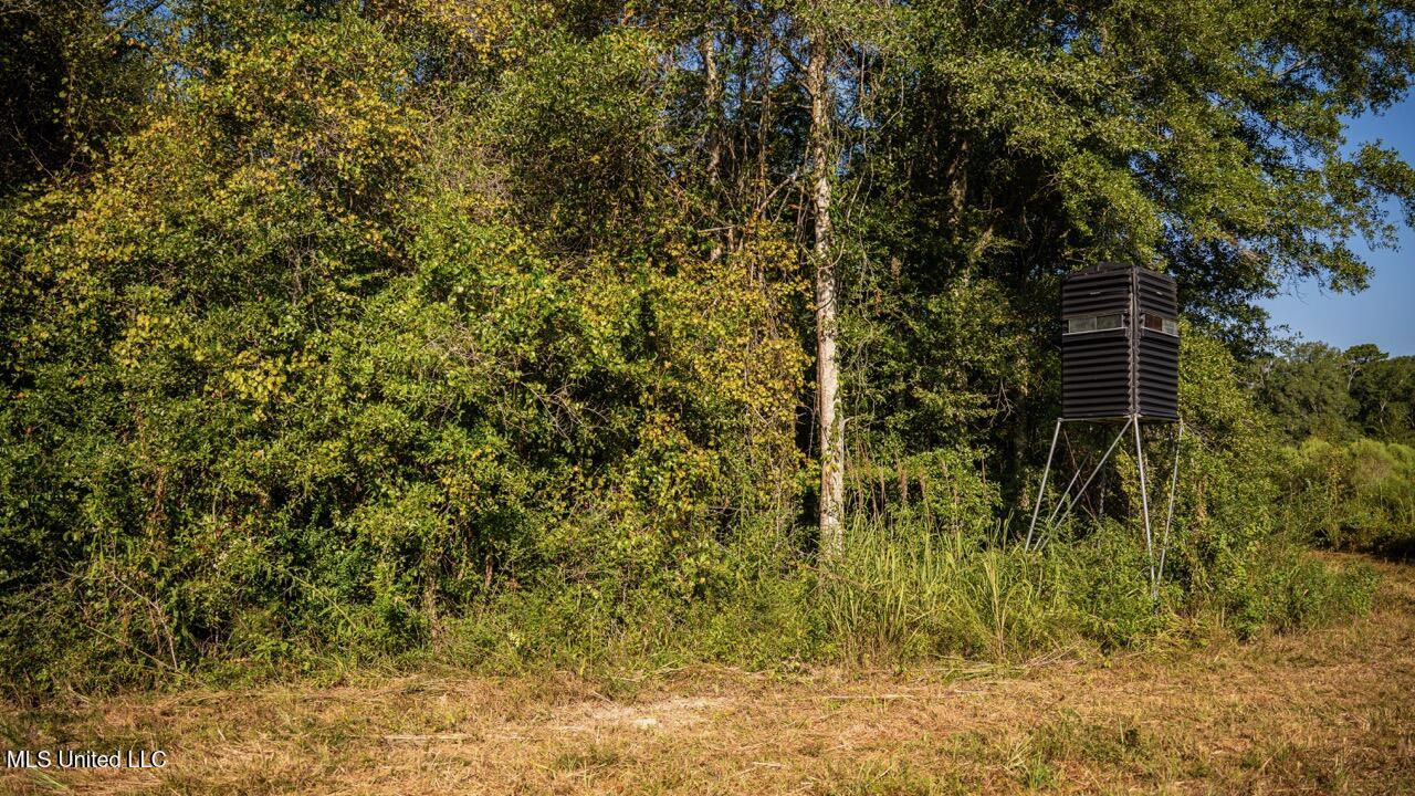 Cotton Creek 169 Acres for Sale in Amite County, MS