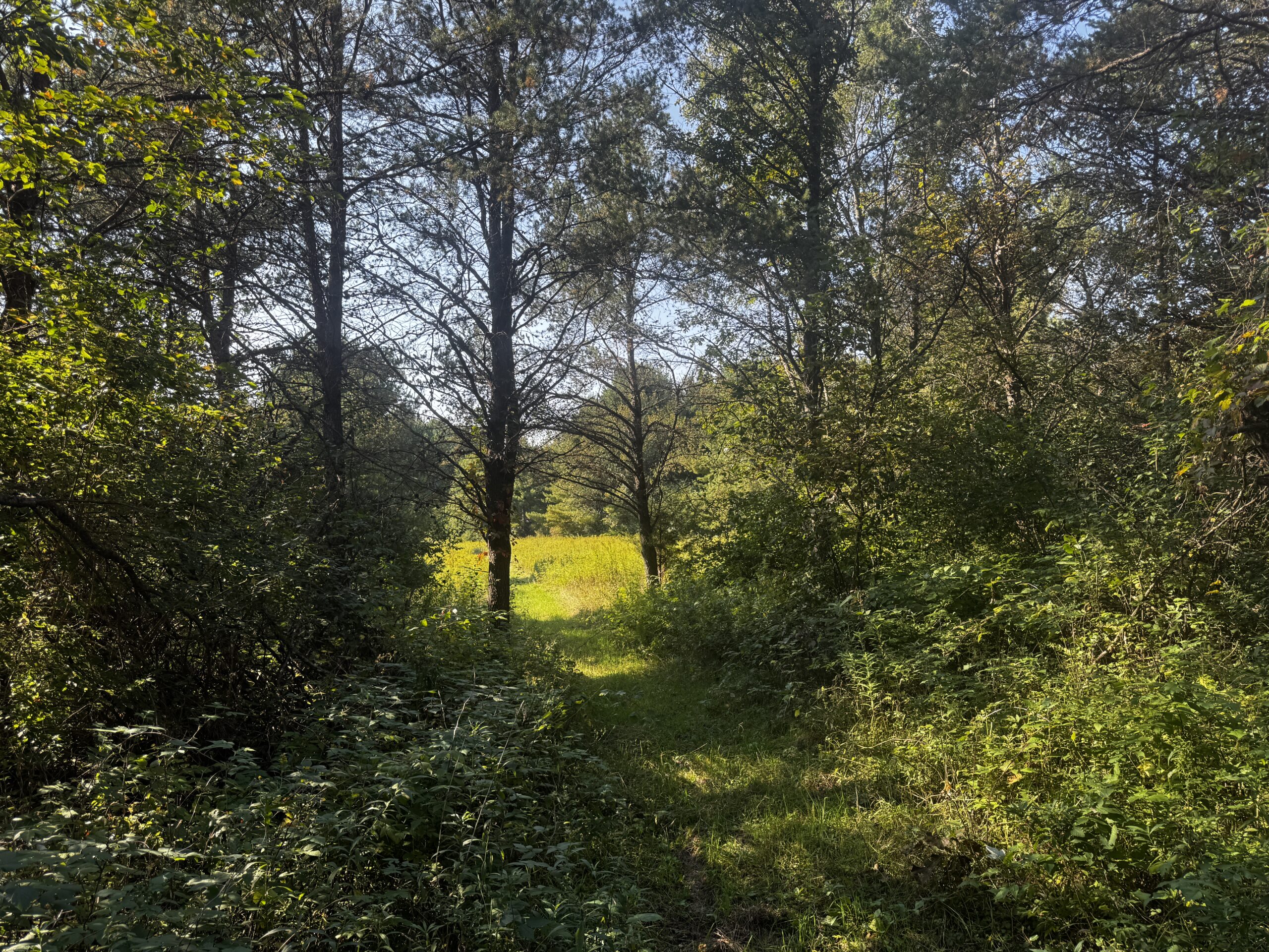 40 acres just north of Wisconsin Dells with abundant deer & turkey habitat