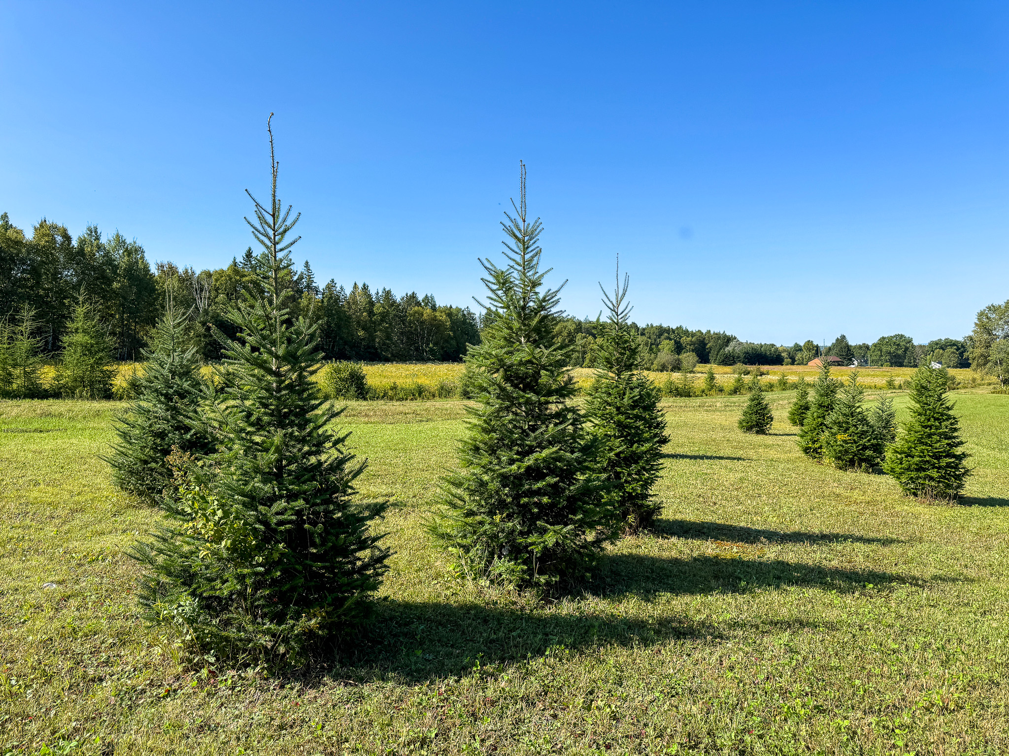 145 Acres with Timber Frame Cabin & Barn in Masardis, Maine