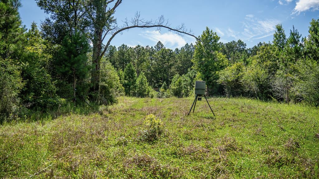 Gloster 38 – Hunting Land in Amite County, Mississippi