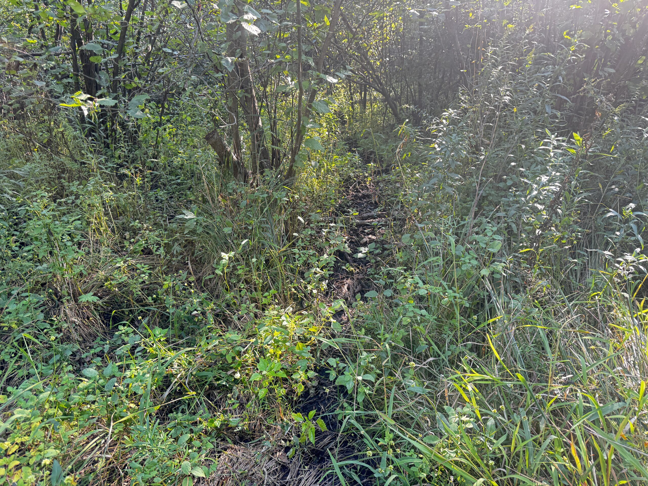 40 acres just north of Wisconsin Dells with abundant deer & turkey habitat