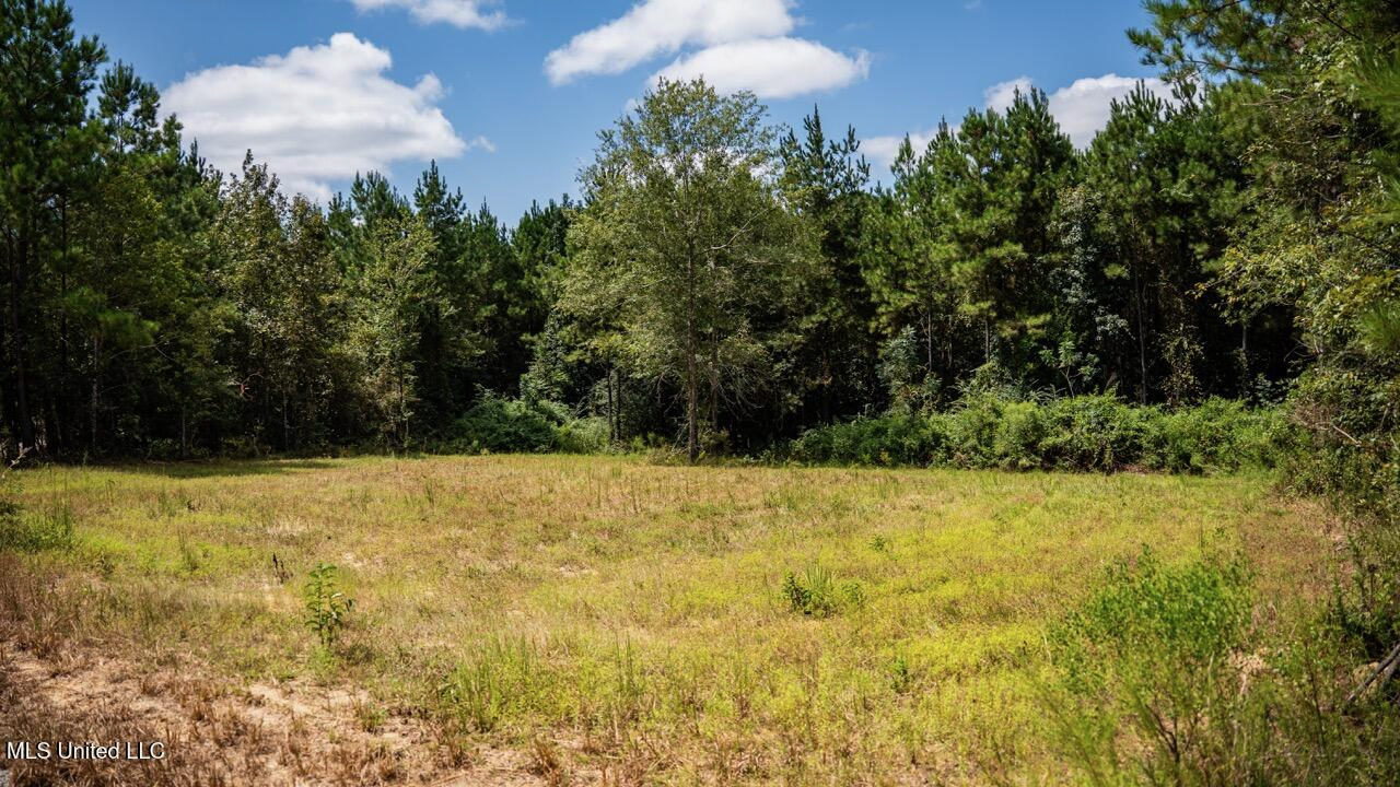 Hunting Land for Sale in Copiah County MS – Dixie Garden 46