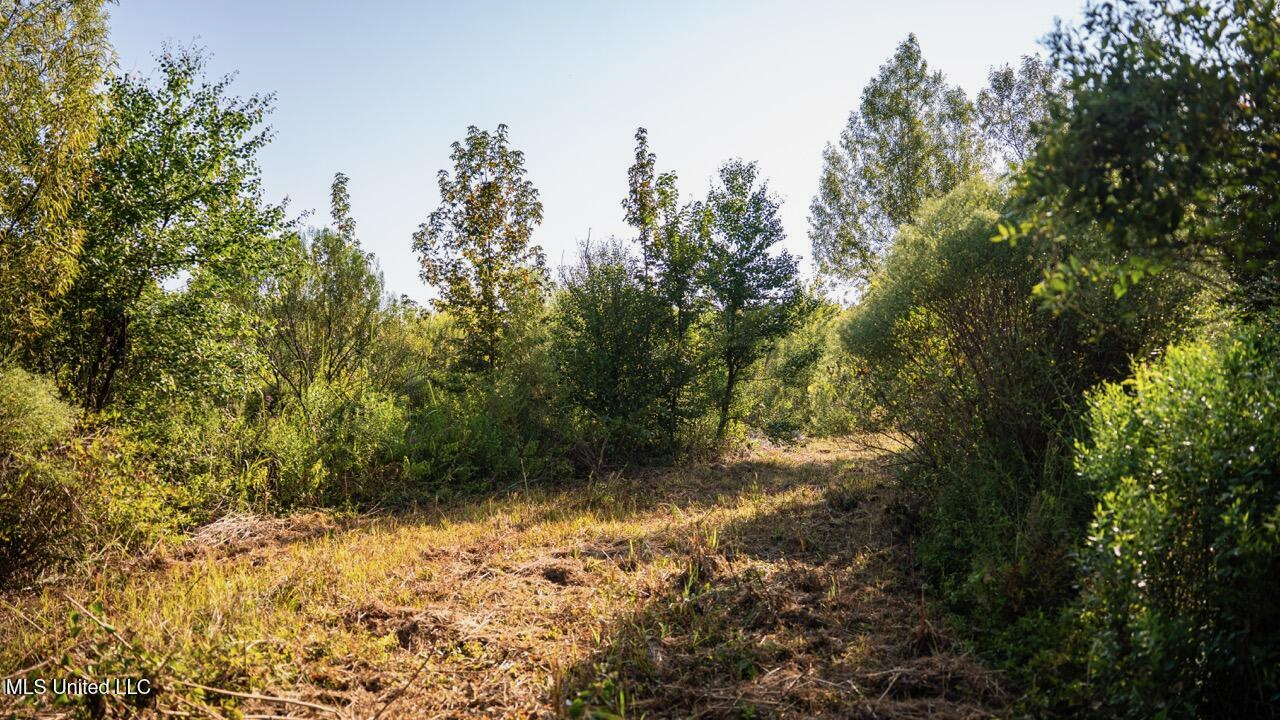 Cotton Creek 169 Acres for Sale in Amite County, MS