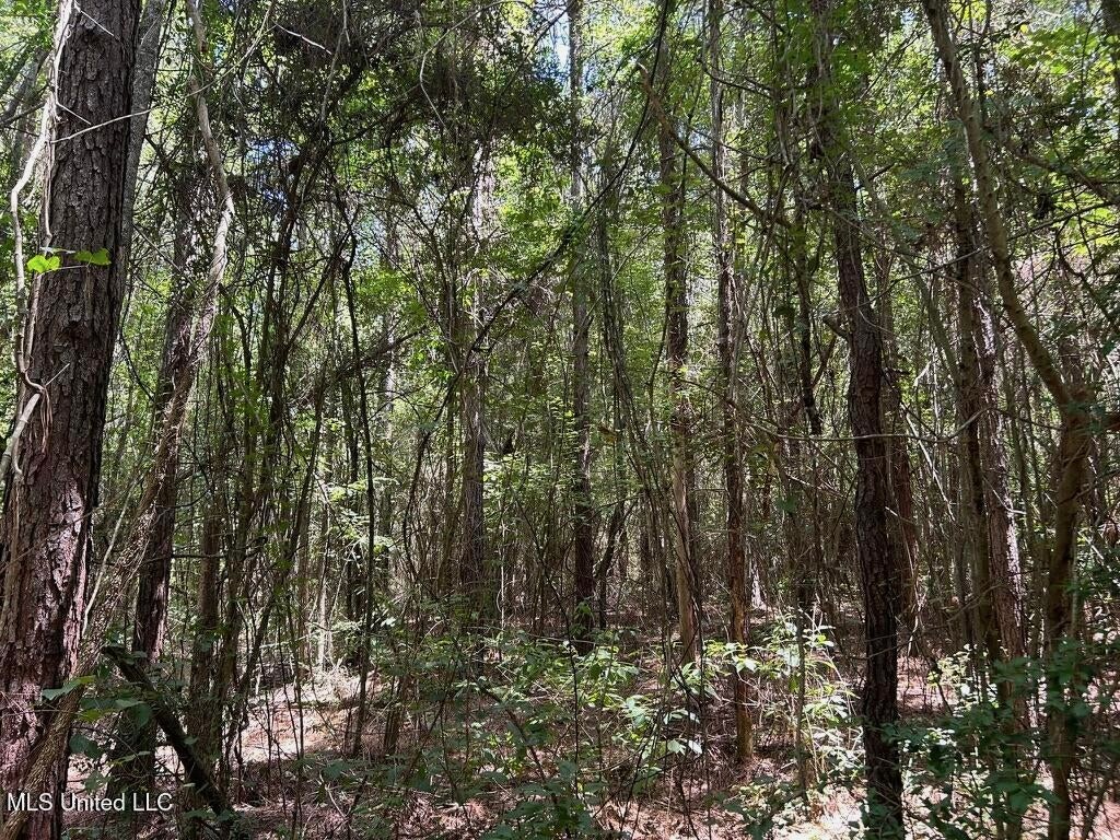 14+- Acre Homesite and Hunting Land for Sale Summit MS