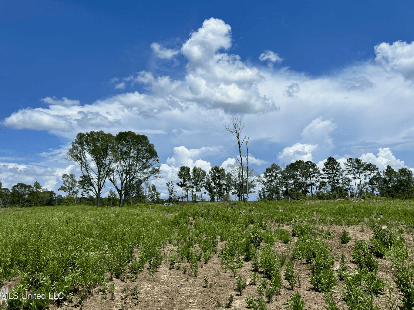 Land for Sale in Amite County, MS
